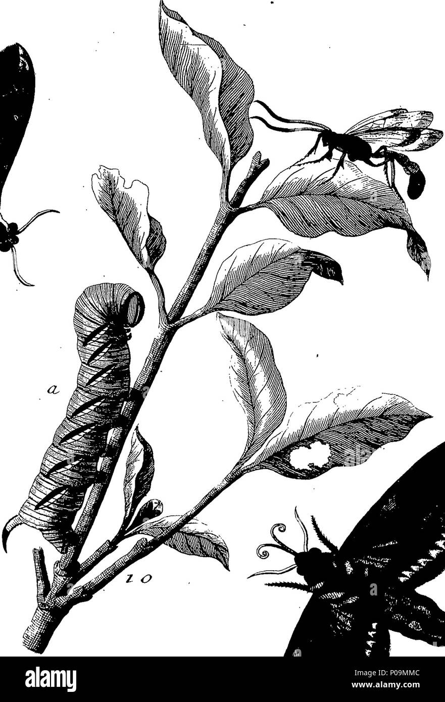 . Inglese: Fleuron dal libro: una storia naturale di insetti in inglese. Illustrata con un centinaio di piastre di rame, curiosamente Engraven dalla vita: e proprio colorato mediante l'autore Eleazar Albin, pittore. A cui si aggiungono le note di grandi dimensioni e molti curiosi di osservazioni. Da W. Derham, D. D. Fellow della Royal Society. 136 Una storia naturale di insetti inglese Fleuron T180297-21 Foto Stock
