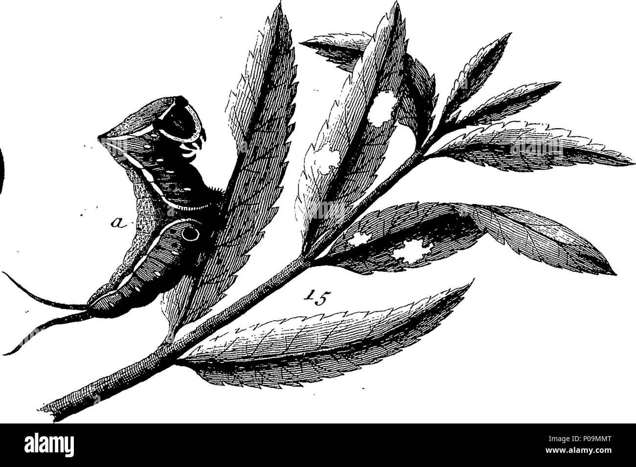 . Inglese: Fleuron dal libro: una storia naturale di insetti in inglese. Illustrata con un centinaio di piastre di rame, curiosamente Engraven dalla vita: e proprio colorato mediante l'autore Eleazar Albin, pittore. A cui si aggiungono le note di grandi dimensioni e molti curiosi di osservazioni. Da W. Derham, D. D. Fellow della Royal Society. 136 Una storia naturale di insetti inglese Fleuron T180297-31 Foto Stock