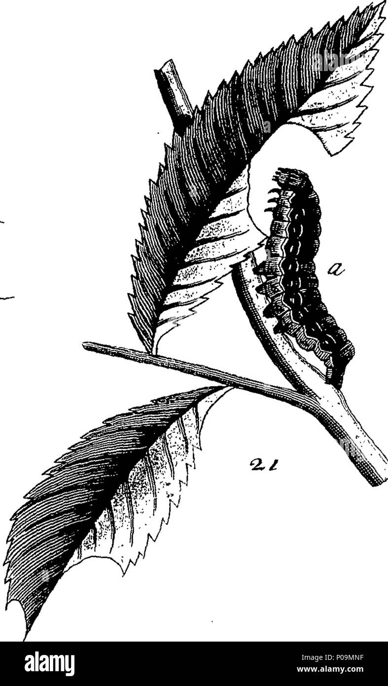 . Inglese: Fleuron dal libro: una storia naturale di insetti in inglese. Illustrata con un centinaio di piastre di rame, curiosamente Engraven dalla vita: e proprio colorato mediante l'autore Eleazar Albin, pittore. A cui si aggiungono le note di grandi dimensioni e molti curiosi di osservazioni. Da W. Derham, D. D. Fellow della Royal Society. 136 Una storia naturale di insetti inglese Fleuron T180297-41 Foto Stock