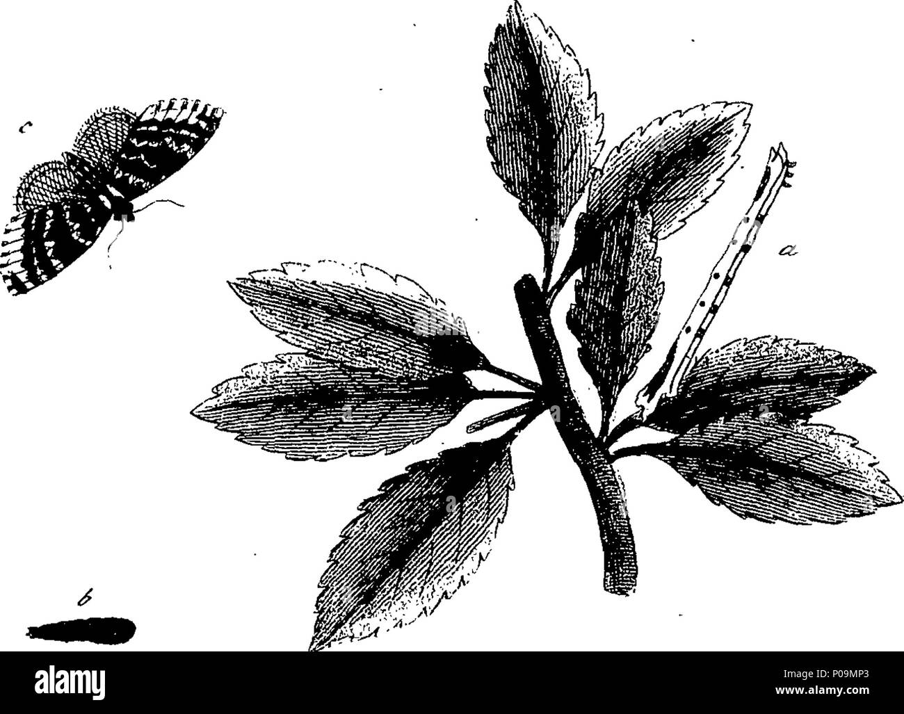 . Inglese: Fleuron dal libro: una storia naturale di insetti in inglese. Illustrata con un centinaio di piastre di rame, curiosamente Engraven dalla vita: e proprio colorato mediante l'autore Eleazar Albin, pittore. A cui si aggiungono le note di grandi dimensioni e molti curiosi di osservazioni. Da W. Derham, D. D. Fellow della Royal Society. 136 Una storia naturale di insetti inglese Fleuron T180297-52 Foto Stock