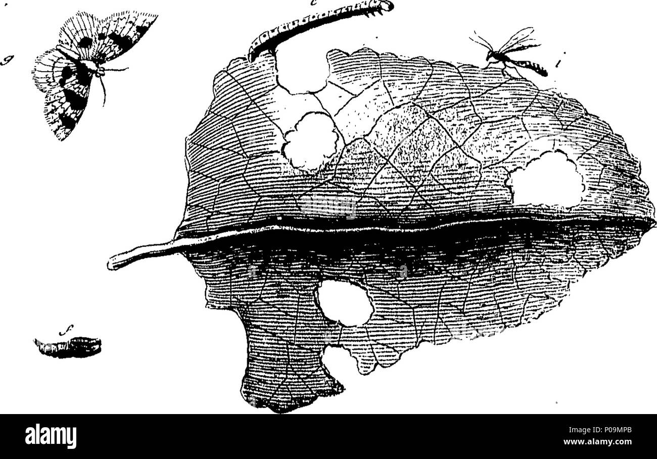 . Inglese: Fleuron dal libro: una storia naturale di insetti in inglese. Illustrata con un centinaio di piastre di rame, curiosamente Engraven dalla vita: e proprio colorato mediante l'autore Eleazar Albin, pittore. A cui si aggiungono le note di grandi dimensioni e molti curiosi di osservazioni. Da W. Derham, D. D. Fellow della Royal Society. 136 Una storia naturale di insetti inglese Fleuron T180297-54 Foto Stock