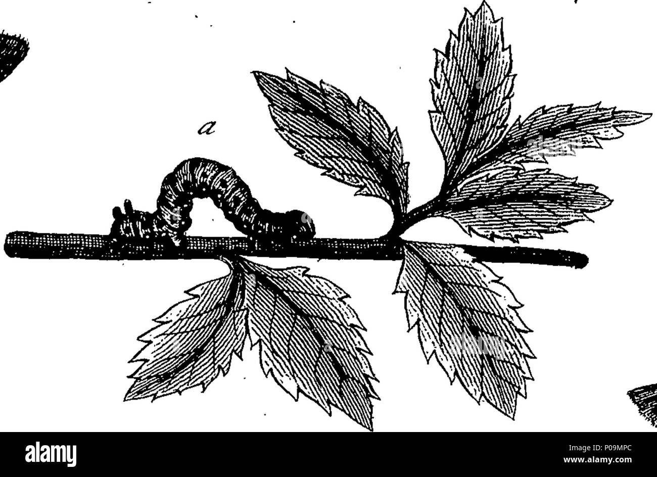. Inglese: Fleuron dal libro: una storia naturale di insetti in inglese. Illustrata con un centinaio di piastre di rame, curiosamente Engraven dalla vita: e proprio colorato mediante l'autore Eleazar Albin, pittore. A cui si aggiungono le note di grandi dimensioni e molti curiosi di osservazioni. Da W. Derham, D. D. Fellow della Royal Society. 136 Una storia naturale di insetti inglese Fleuron T180297-58 Foto Stock