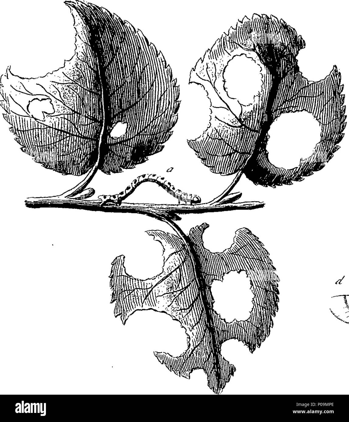 . Inglese: Fleuron dal libro: una storia naturale di insetti in inglese. Illustrata con un centinaio di piastre di rame, curiosamente Engraven dalla vita: e proprio colorato mediante l'autore Eleazar Albin, pittore. A cui si aggiungono le note di grandi dimensioni e molti curiosi di osservazioni. Da W. Derham, D. D. Fellow della Royal Society. 136 Una storia naturale di insetti inglese Fleuron T180297-56 Foto Stock