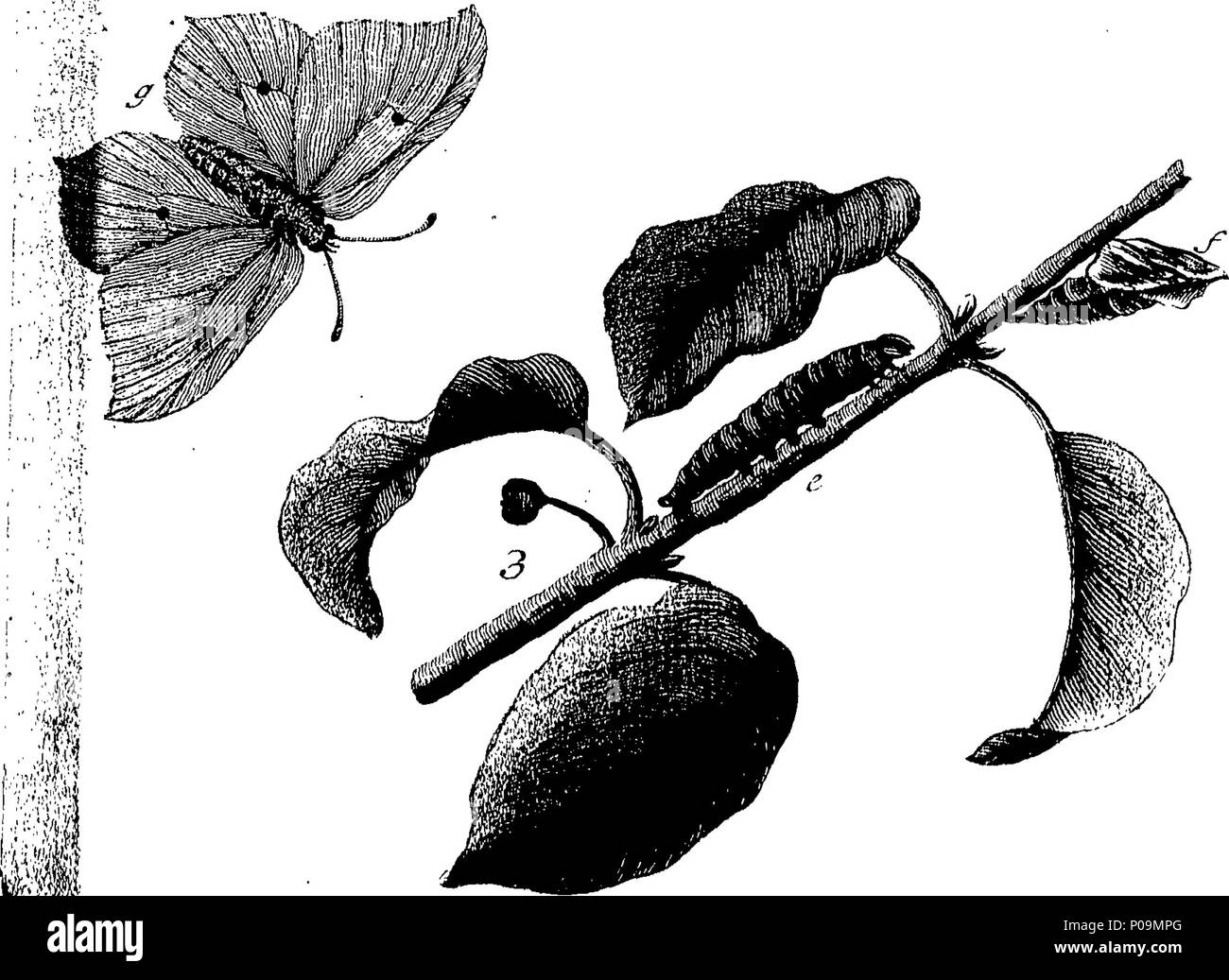 . Inglese: Fleuron dal libro: una storia naturale di insetti in inglese. Illustrata con un centinaio di piastre di rame, curiosamente Engraven dalla vita: e proprio colorato mediante l'autore Eleazar Albin, pittore. A cui si aggiungono le note di grandi dimensioni e molti curiosi di osservazioni. Da W. Derham, D. D. Fellow della Royal Society. 136 Una storia naturale di insetti inglese Fleuron T180297-8 Foto Stock