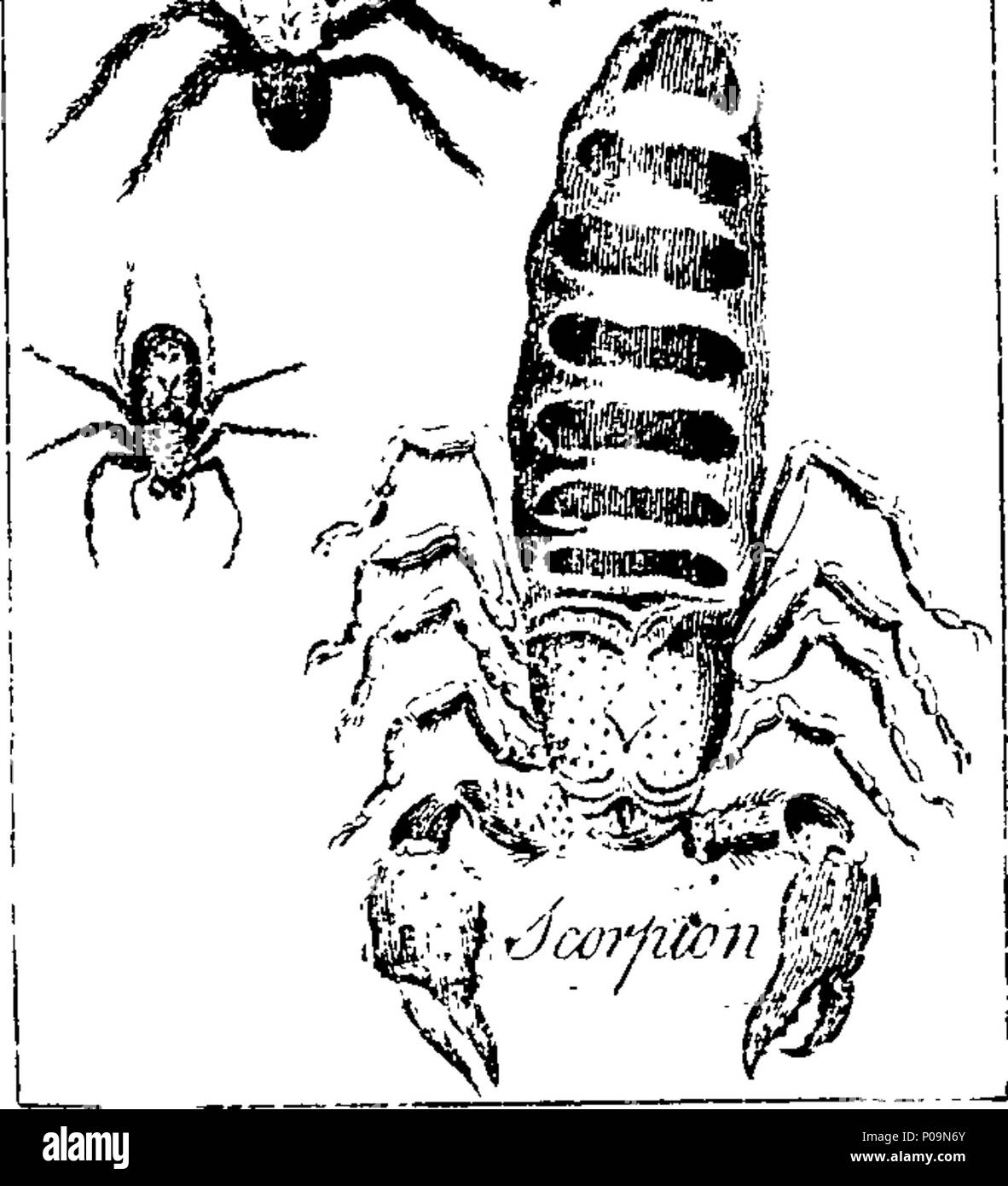 . Inglese: Fleuron dal libro: una storia naturale di pesci e di rettili, insetti, acque, le masse, fossili, minerali e vegetali, compilato dall'autorità migliori, e illustrato da una grande varietà di piastre di rame, comprendente vicino a un centinaio di figure, accuratamente disegnato dalla natura, e splendidamente intagliato. 137 Una storia naturale di pesci Fleuron T140552-25 Foto Stock