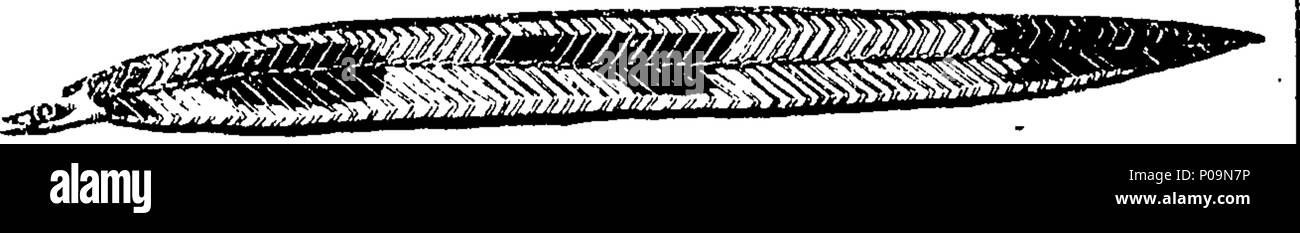 . Inglese: Fleuron dal libro: una storia naturale di pesci e di rettili, insetti, acque, le masse, fossili, minerali e vegetali, compilato dall'autorità migliori, e illustrato da una grande varietà di piastre di rame, comprendente vicino a un centinaio di figure, accuratamente disegnato dalla natura, e splendidamente intagliato. 137 Una storia naturale di pesci Fleuron T140552-8 Foto Stock