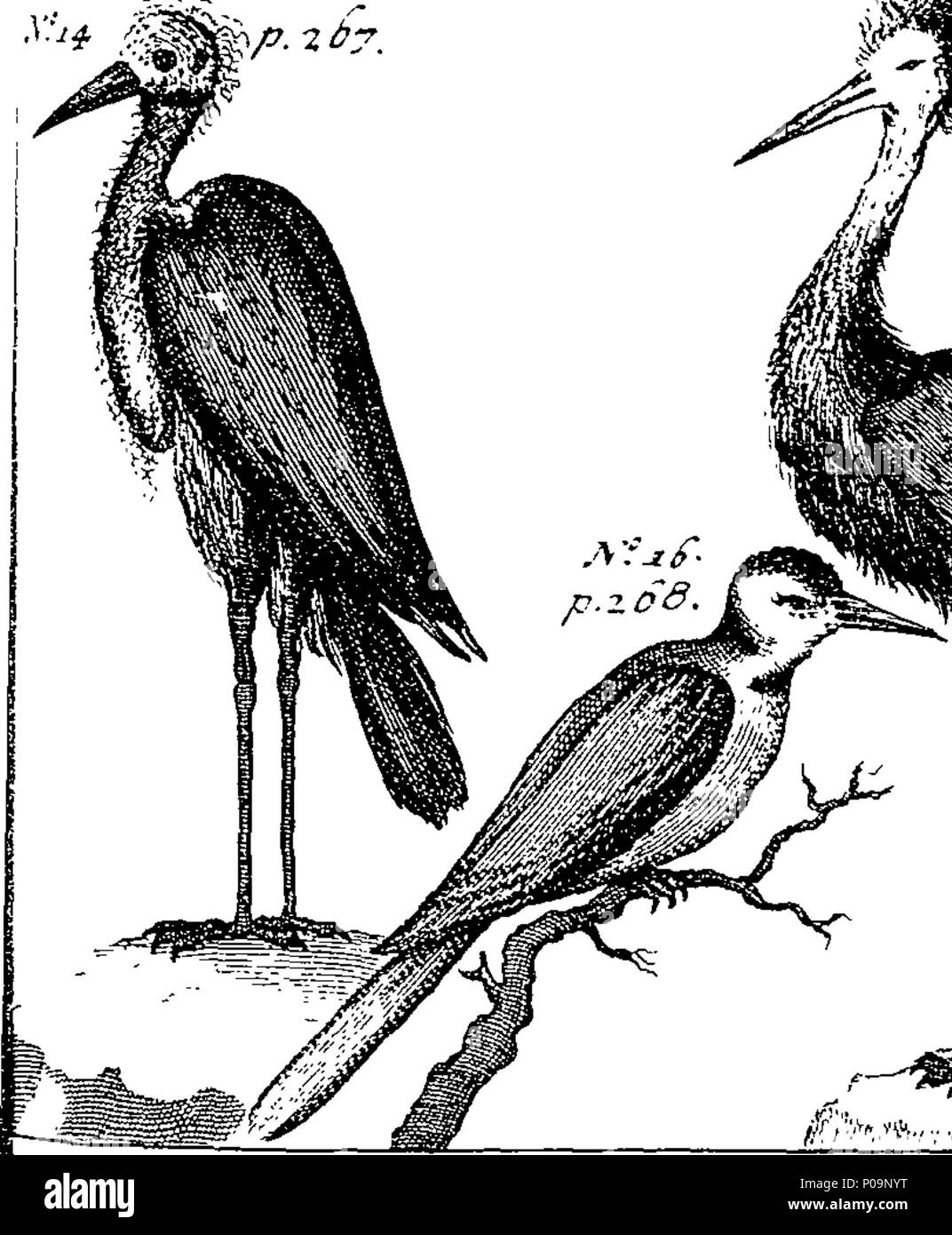 . Inglese: Fleuron dal libro: una nuova e accurata descrizione della costa della Guinea, divisi in oro, lo slave e la Costa d'Avorio. Contenente un ordine geografico, politico e di Storia Naturale dei regni e paesi: con un conto in particolare del luogo, il progresso e la condizione attuale di tutti gli insediamenti europei su quella costa; e le giuste misure per migliorare i diversi rami della Guinea del commercio. Illustrata con diversi cutts. Scritto originariamente in Olandese da William Bosman, Chief fattore per l'olandese al Castello di San Giorgio D'Elmina. E ora fatto fedelmente in E Foto Stock