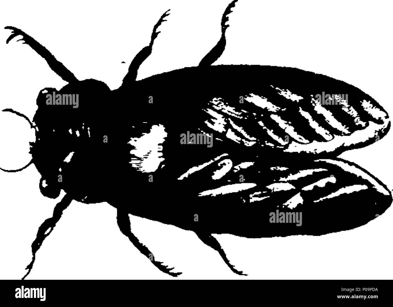 . Inglese: Fleuron dal libro: un nuovo e preciso sistema di storia naturale; contenente I. La storia di quadrupedes, compresi animali anfibio, rane e lucertole, con le loro proprietà e usi nella medicina. II. La storia di uccelli, con il metodo di portare quelle del canto tipo. III. La storia di pesci e serpenti, compresi Sea-Turtles, Crustaceous e Shell-Fishes; con i loro usi medicinali. IV. La storia di insetti, con le loro proprietà e usi nella medicina. V. La storia delle acque, le masse, pietre, fossili e minerali; con le loro virtù, proprietà medicinali e Foto Stock