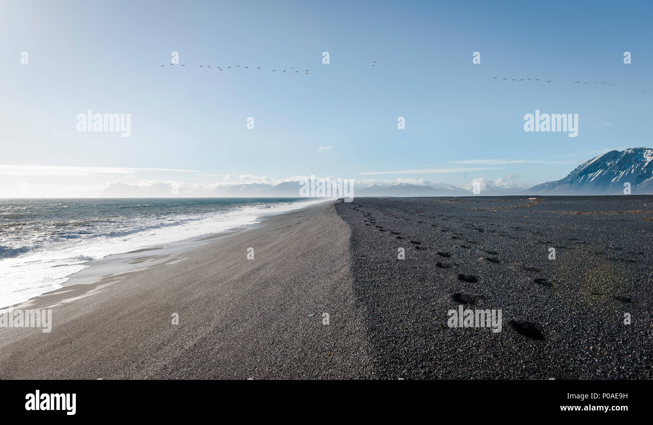 Spiaggia di sabbia nera con tracce, spiaggia di lava, le montagne ricoperte di neve nella parte posteriore, cigni volare nel cielo, Hvalnes Riserva Naturale Foto Stock