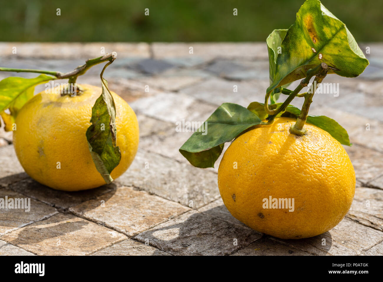 Il bergamotto di Calabria, Italia Foto Stock