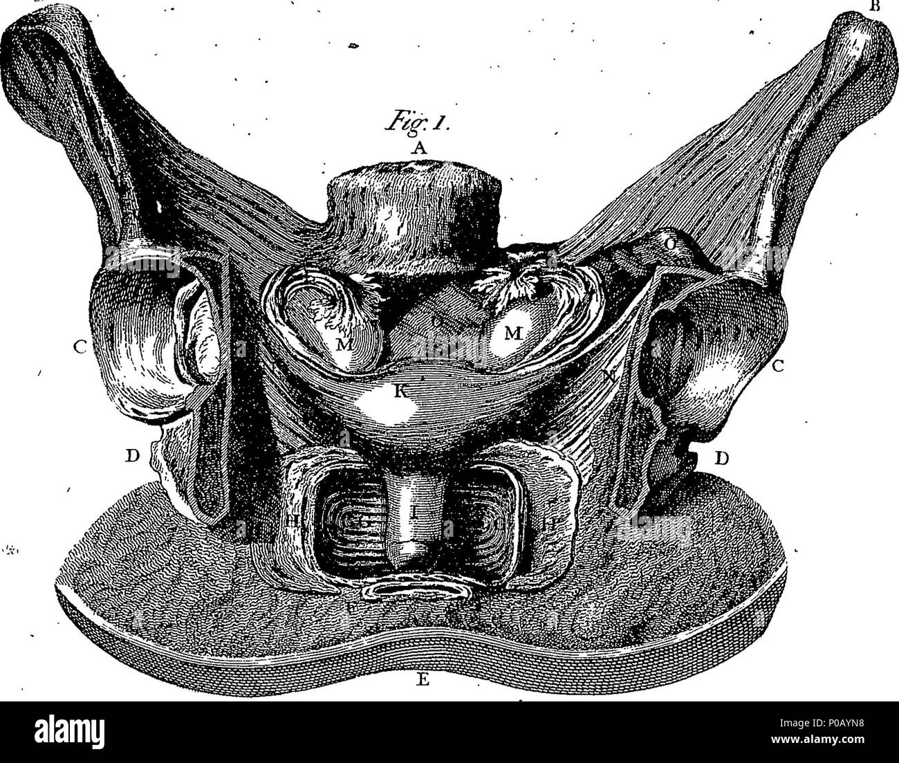 . Inglese: Fleuron dal libro: un nuovo dizionario medico; o, archivio generale del fisico. Contenente una spiegazione dei termini e una descrizione delle varie indicazioni relative all'anatomia, fisiologia, fisico, chirurgia, materia medica, chimica, &c. &C. &C. Ogni articolo secondo la sua importanza, essendo considerata in ogni relazione per la quale la sua utilità si estende nella guarigione Art. Da G. Motherby, M.D. C. M. S. da George Wallis, M. D. S. M. S. Docente di Teoria e pratica di Fisico, Londra. 155 un nuovo dizionario medico; o, archivio generale di physic Fleuron T061354-5 Foto Stock