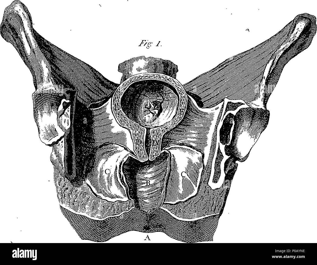 . Inglese: Fleuron dal libro: un nuovo dizionario medico; o, archivio generale del fisico. Contenente una spiegazione dei termini e una descrizione delle varie indicazioni relative all'anatomia, fisiologia, fisico, chirurgia, materia medica, chimica, &c. &C. &C. Ogni articolo secondo la sua importanza, essendo considerata in ogni relazione per la quale la sua utilità si estende nella guarigione Art. Da G. Motherby, M.D. C. M. S. da George Wallis, M. D. S. M. S. Docente di Teoria e pratica di Fisico, Londra. 155 un nuovo dizionario medico; o, archivio generale di physic Fleuron T061354-7 Foto Stock