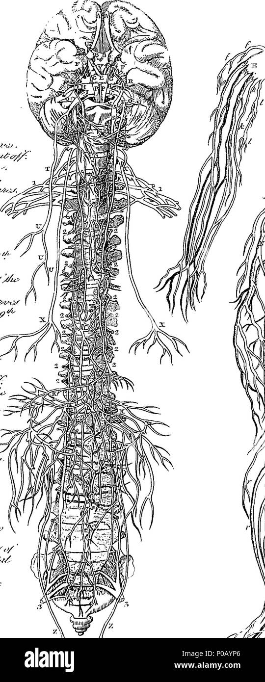 . Inglese: Fleuron dal libro: un nuovo dizionario medico; o, archivio generale del fisico. Contenente una spiegazione dei termini e una descrizione dei vari elementi. Relative alla anatomia, fisiologia, fisico, chirurgia, Materia Medica, chimica, &c. &C. &C. Ogni articolo secondo la sua importanza, essendo considerata in ogni relazione per la quale la sua utilità si estende nella guarigione Art. Da G. Motherby, M.D. 155 un nuovo dizionario medico; o, archivio generale di physic Fleuron T066033-17 Foto Stock