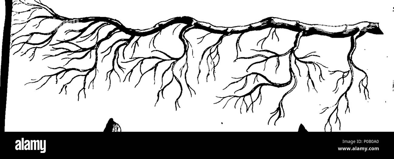 . Inglese: Fleuron dal libro: un nuovo metodo di materiali di moltiplicazione di alberi da frutto e cespugli fioriti: dove dai generi comuni possono essere sollevati più rapidamente e più curiosi prodotti esotici aumentata, il che non potrà radicarsi da talee o strati. Confermato da ripetute e esperienza di successo. Da Thomas Barnes, giardiniere di William Thomson, Esq; a Elsham nel Lincolnshire. 156 un nuovo metodo di propagazione alberi da frutta Fleuron T199426-3 Foto Stock