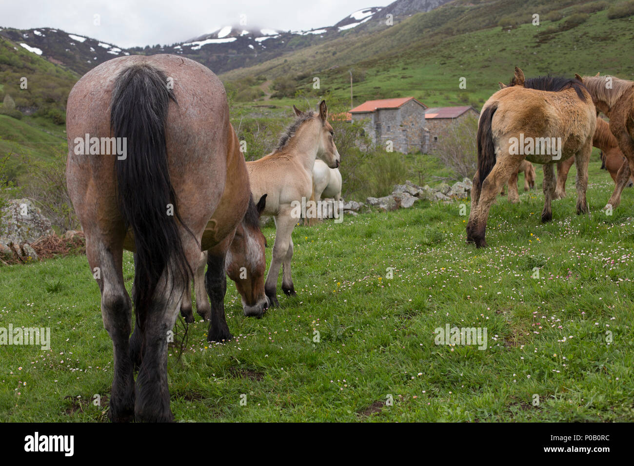 Gruppo di cavalli selvaggi Foto Stock