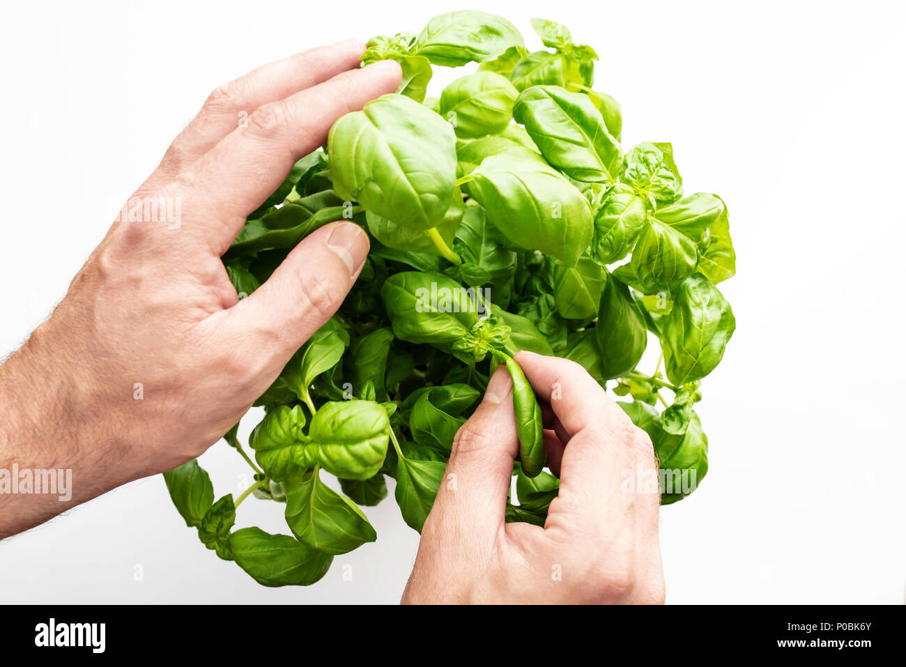 Mani di man picking esce dalla pianta di basilico contro uno sfondo bianco Foto Stock