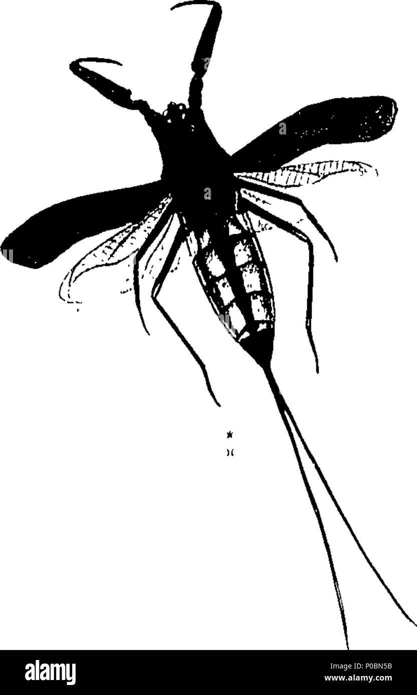 . Inglese: Fleuron dal libro: un epitome della storia naturale degli insetti di Cina: comprendente le figure e le descrizioni di verso l'alto di un centinaio di nuovo e singolare e bella specie; insieme con alcuni che sono di importanza nella medicina, economia domestica, &c. le figure sono disegnate in modo accurato, incise e colorato, da esemplari di insetti; le descrizioni sono disposti secondo il sistema di Linneo; con riferimenti agli scritti di Fabrizio e di altri autori sistematica. Da E. Donovan, autore di storia naturale del British insetti, &c. 317 un epitome della sua naturale Foto Stock