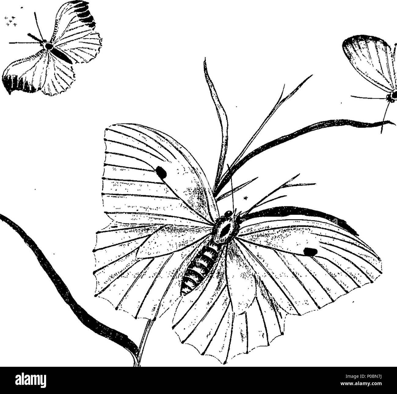 . Inglese: Fleuron dal libro: un epitome della storia naturale degli insetti dell India e le isole nel mare indiano: comprendente verso l'alto di duecentocinquanta le figure e le descrizioni dei più singolari e belle specie, selezionati principalmente da quelli scoperti di recente e che non sono apparsi in opere di qualsiasi precedente autore. Le figure sono disegnate in modo accurato, incise e colorato, da esemplari di insetti; le descrizioni sono disposti secondo il sistema di Linneo; con riferimenti agli scritti di Fabrizio e di altri autori sistematica. Da E. Donovan, Foto Stock