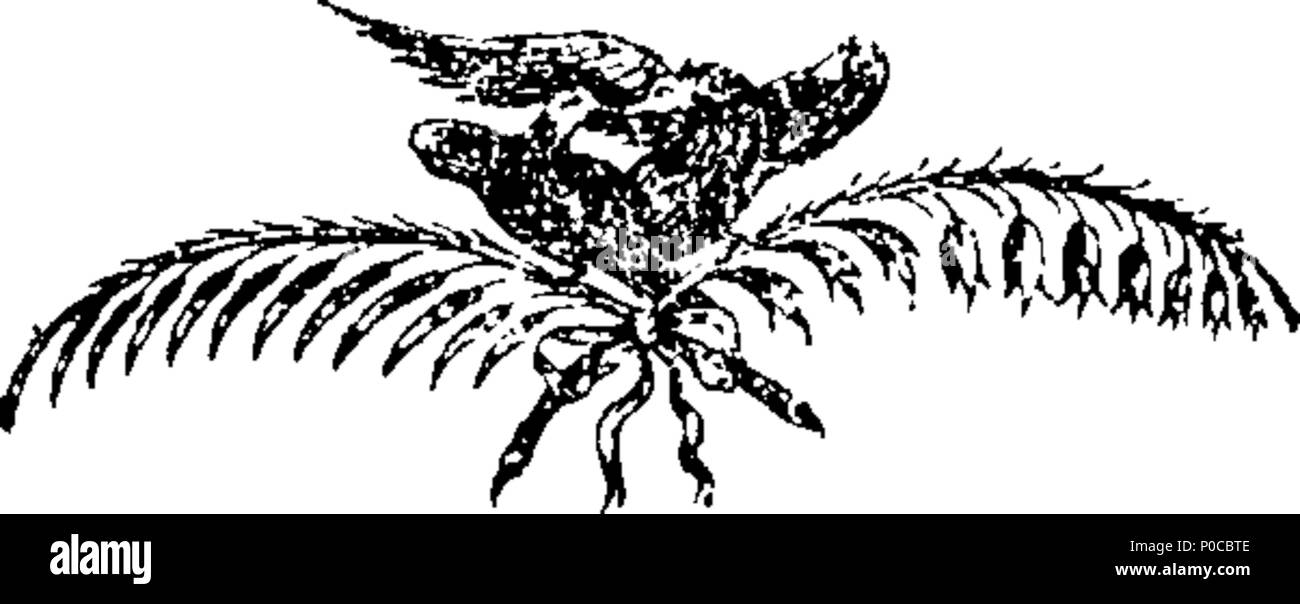 . Inglese: Fleuron dal libro: una selezione di preferiti le catture, glees, &c. come cantato al bagno società armonica, con le regole della società e un elenco dei membri. 189 una selezione di preferiti le catture, glees, etc Fleuron T129737-5 Foto Stock