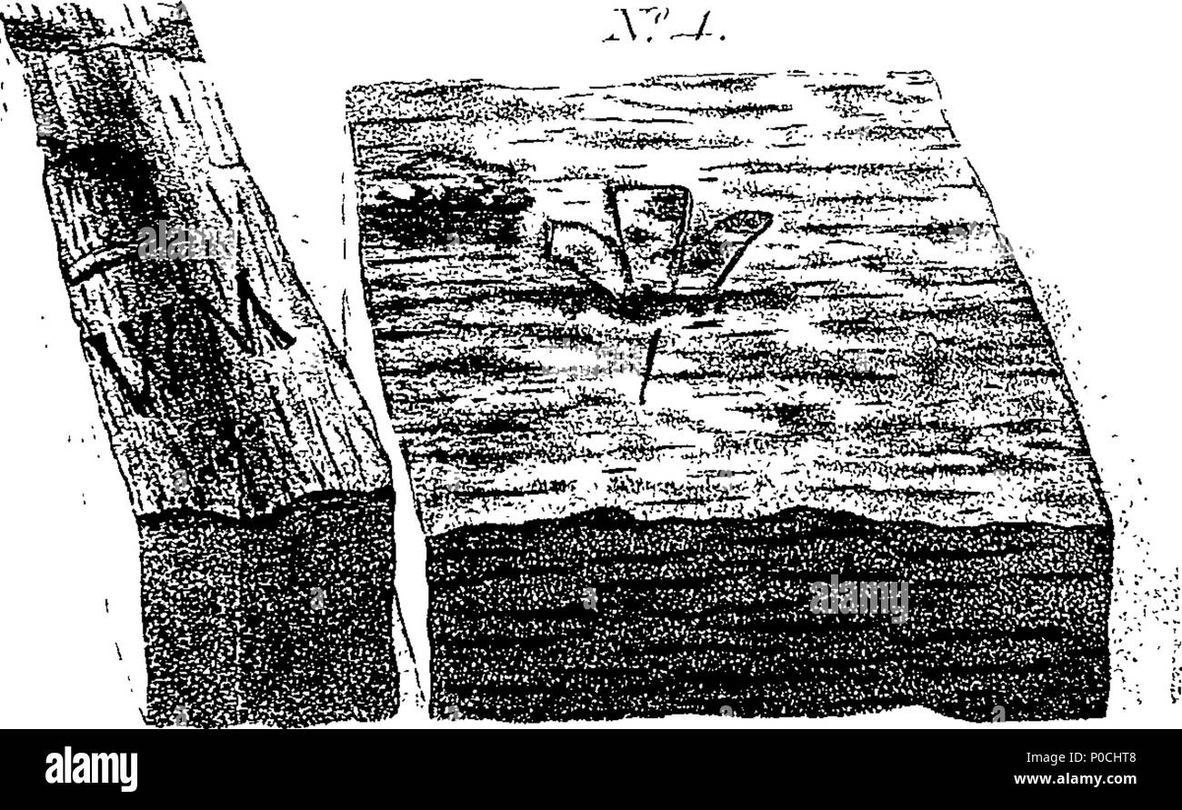 . Inglese: Fleuron dal libro: uno schizzo della antica e lo stato attuale della Foresta di Sherwood, nella contea di Nottingham. Con quattro piastre. Da H. Rooke, Esq. F. S. A. 206 uno schizzo della antica e lo stato attuale della Foresta di Sherwood, nella contea di Nottingham Fleuron T063408-4 Foto Stock . Inglese: Fleuron dal libro: uno schizzo della antica e lo stato attuale della Foresta di Sherwood, nella contea di Nottingham. Con quattro piastre. Da H. Rooke, Esq. F. S. A. 206 uno schizzo della antica e lo stato attuale della Foresta di Sherwood, nella contea di Nottingham Fleuron T063408-4 Foto Stock