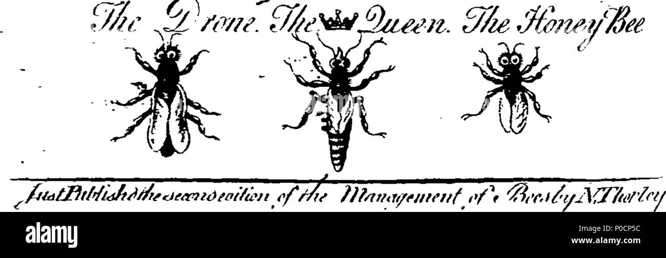 . Inglese: Fleuron dal libro: un'indagine sulla natura, ordine e governo delle api, quelle istruttiva ed utile insetti. Con un nuovo, semplice ed efficace metodo per preservare la loro non solo nelle colonie, ma alveari comuni. Un segreto sconosciuto ai secoli passati, e ora pubblicato a beneficio dell'umanità. Scritto su di osservazione e di esperienza, dal reverendo Sig. Giovanni Thorley, di Castellammare di Stabia. 314 Un'indagine sulla natura, ordine e governo delle api, quelle istruttivo e insetti utili Fleuron T032760-1 Foto Stock