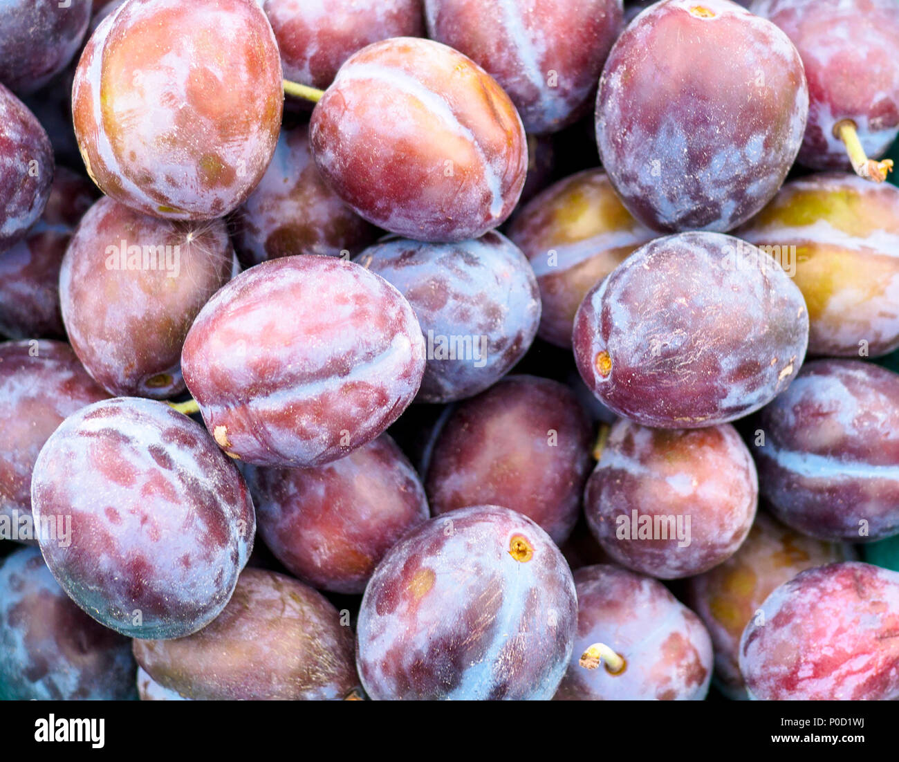 Le Prugne Prugne e più le prugne Foto Stock