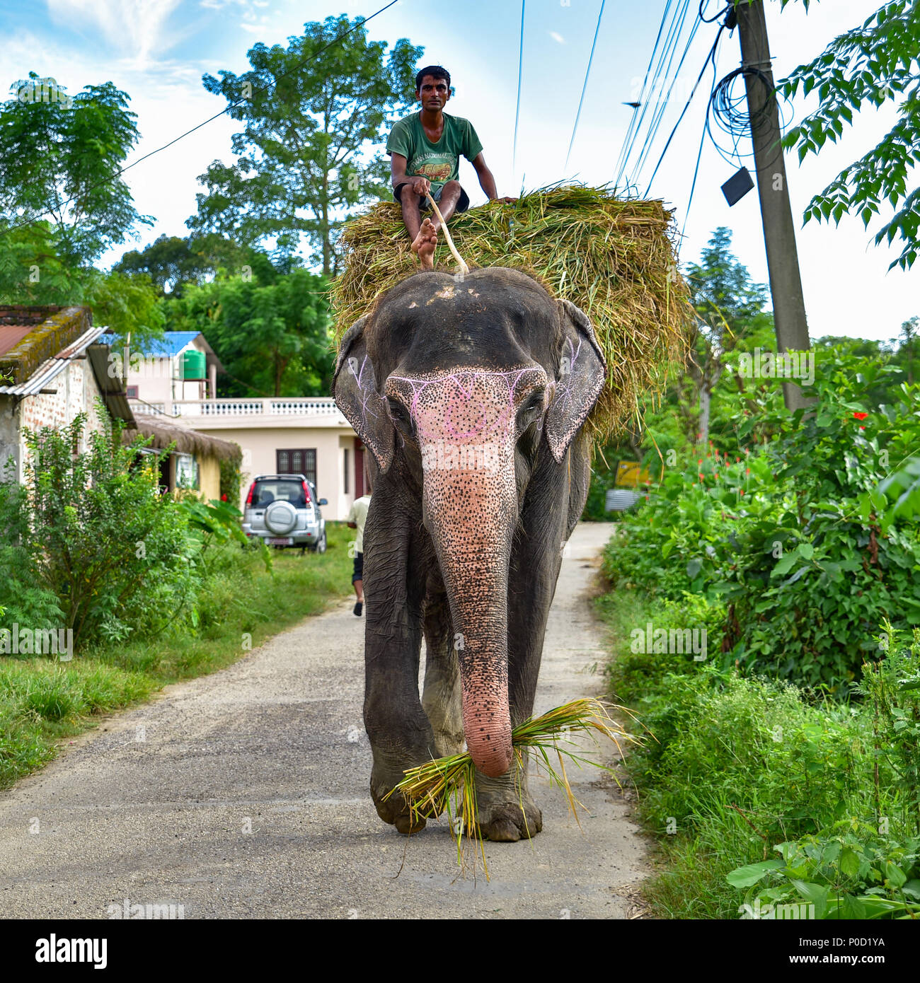 Uomo che cavalca elefanti sulla strada, Chitwan, Nepal Foto Stock