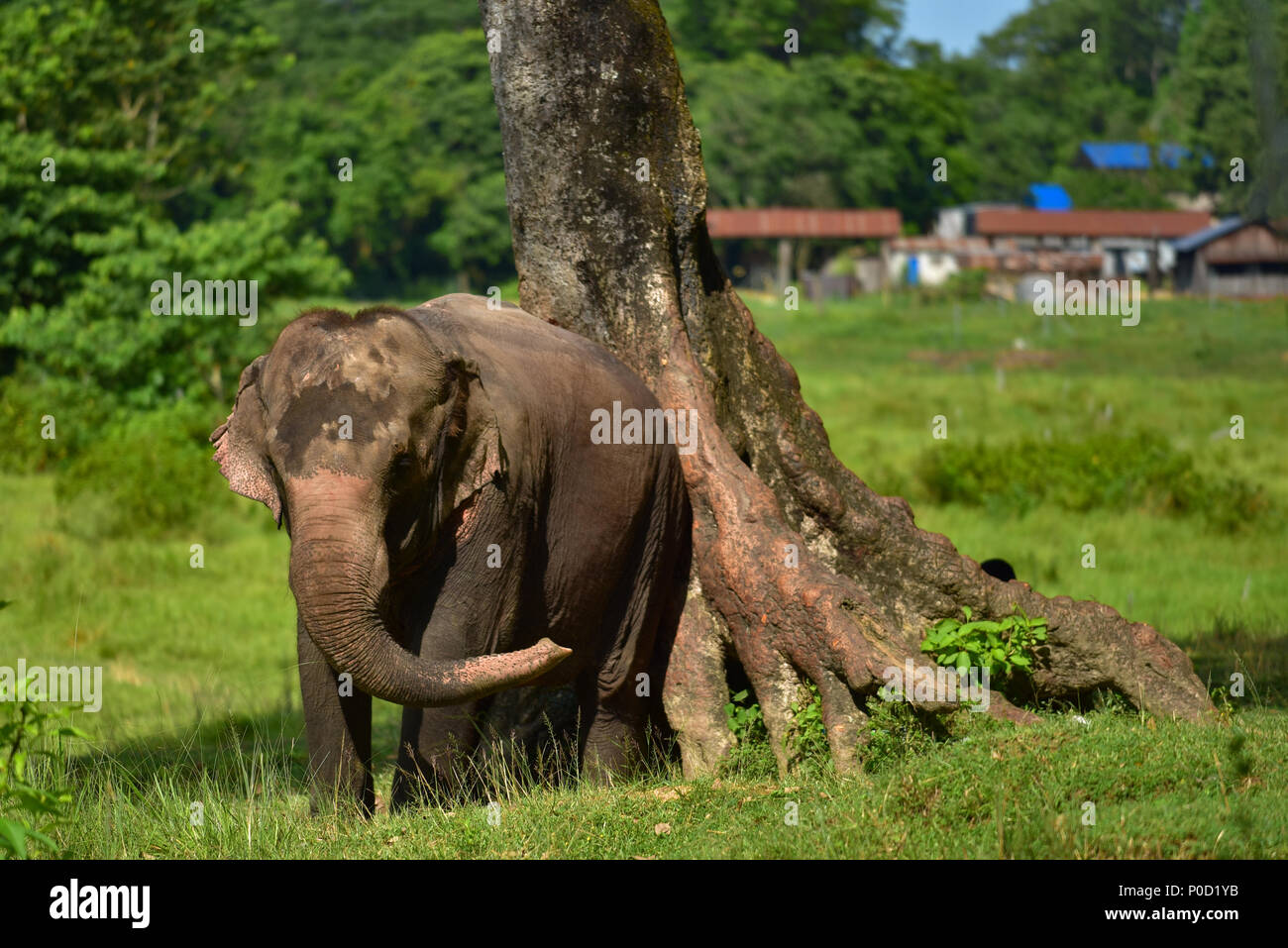 Un elefante sfregando sull'albero in Chitwan, Nepal Foto Stock