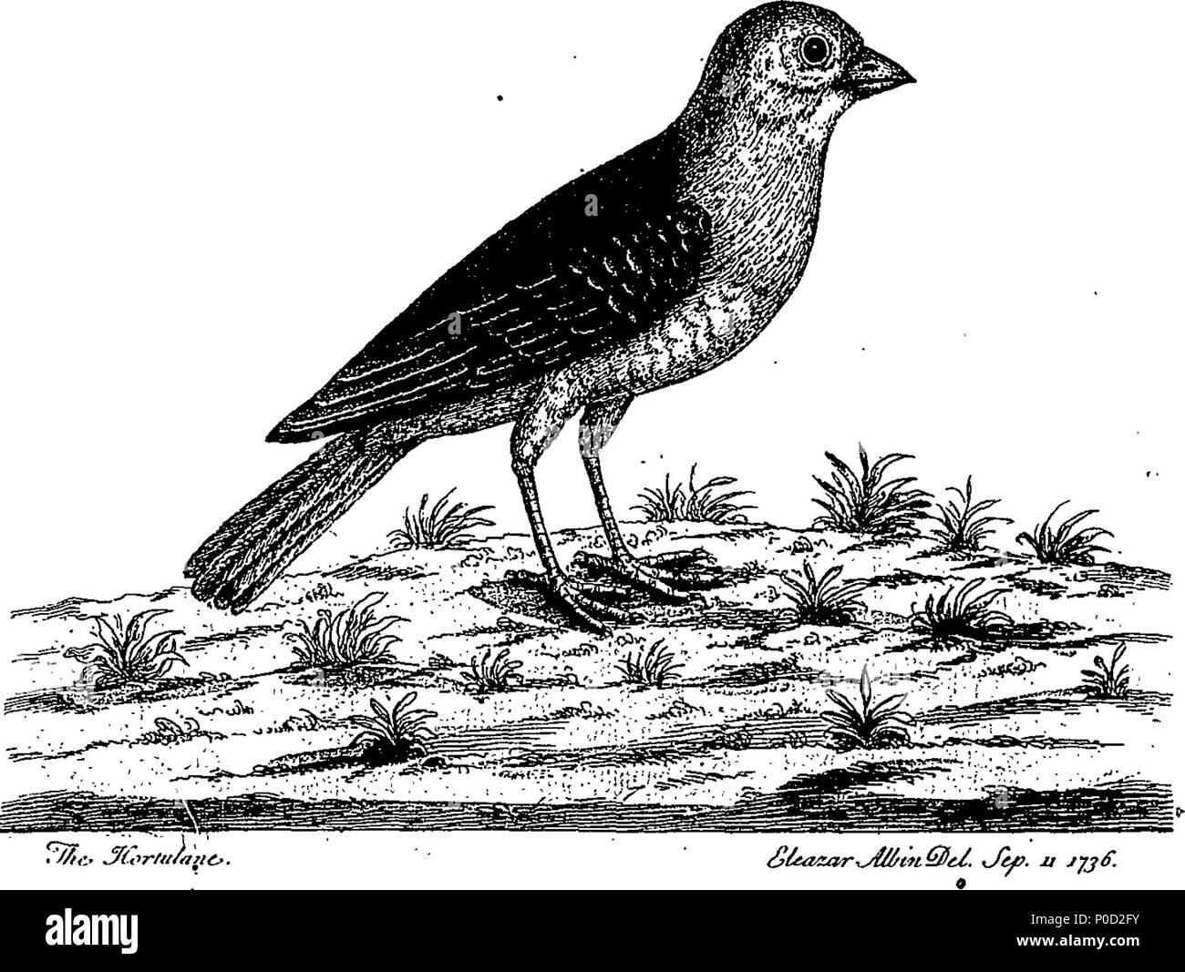 . Inglese: Fleuron dal libro: un supplemento alla storia naturale degli uccelli. Illustrata con un centinaio e una delle piastre di rame, curiosamente engraven dalla vita; e esattamente il colore'd dall'autore, Eleazar Albin. Essendo il terzo e ultimo volume. 213 un supplemento alla storia naturale degli uccelli Fleuron n024745-21 Foto Stock