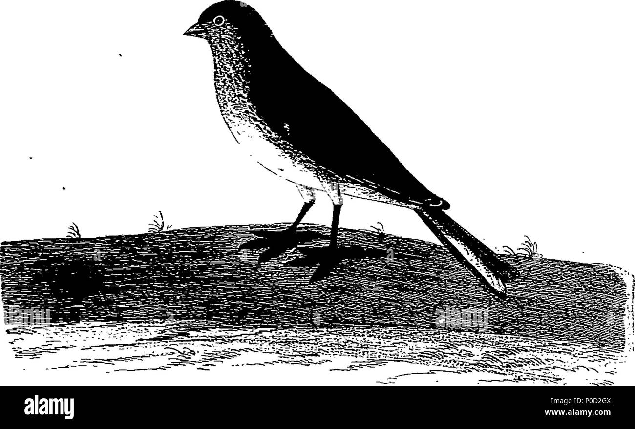 . Inglese: Fleuron dal libro: un supplemento alla storia naturale degli uccelli. Illustrata con un centinaio e una delle piastre di rame, curiosamente engraven dalla vita; e esattamente il colore'd dall'autore, Eleazar Albin. Essendo il terzo e ultimo volume. 213 un supplemento alla storia naturale degli uccelli Fleuron n024745-41 Foto Stock