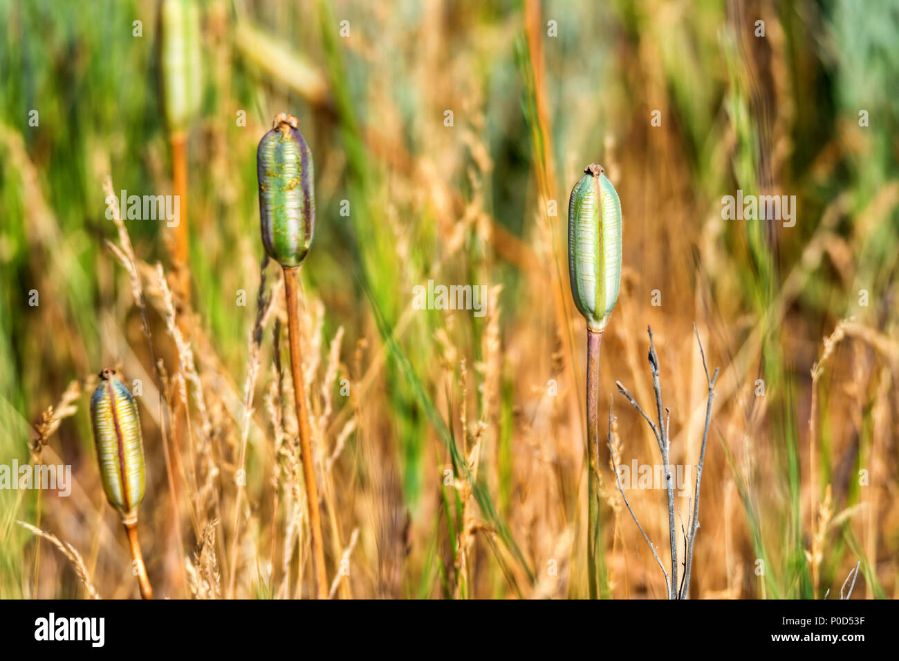 Tulip della frutticoltura in campo Foto Stock