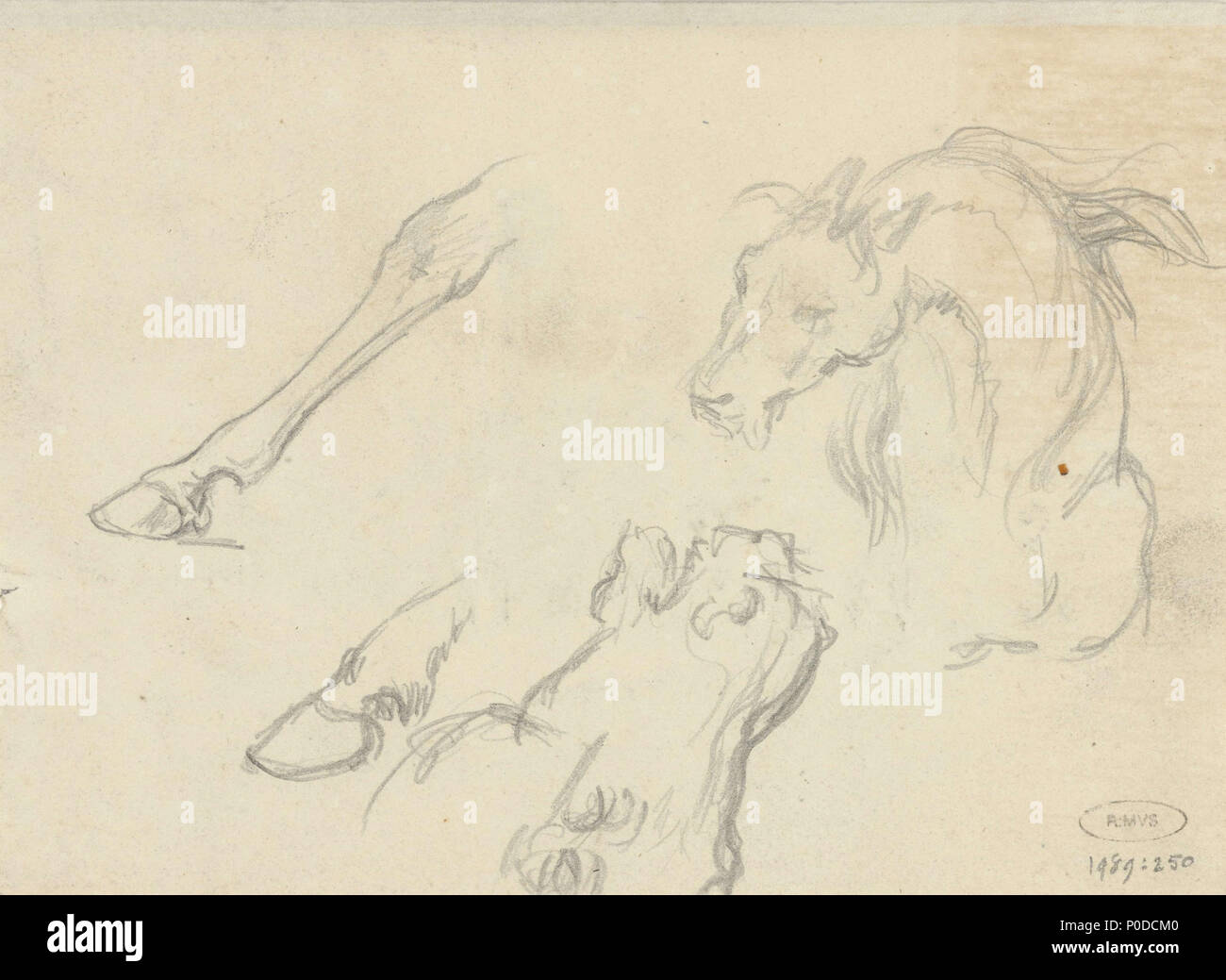 . Studi di teste di animali e piedi . tra 1824 e 1880 22 Studi van dierenkoppen en ri, Raden Sarief Bastaman Saleh, 1824 - 1880 - Il Museo Rijks Foto Stock