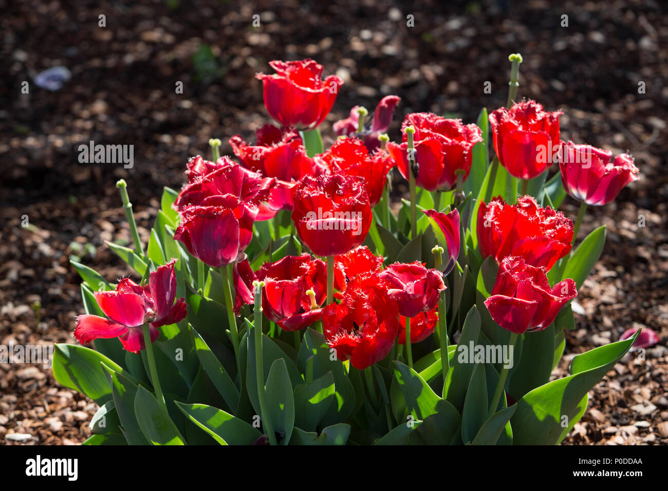 Bella chiusa fino foto o red tulip flower Foto Stock