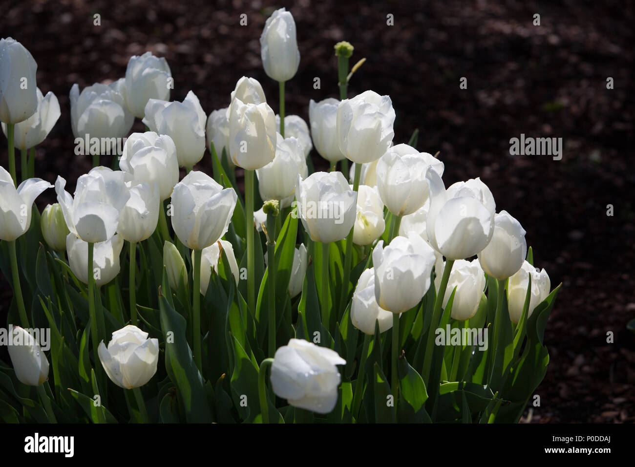 Bella tulipano bianco fiori con sfondo scuro, può utilizzare come sfondo Foto Stock