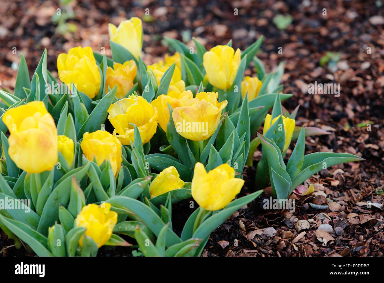 Bella tulipano giallo sfondo fiori Foto Stock