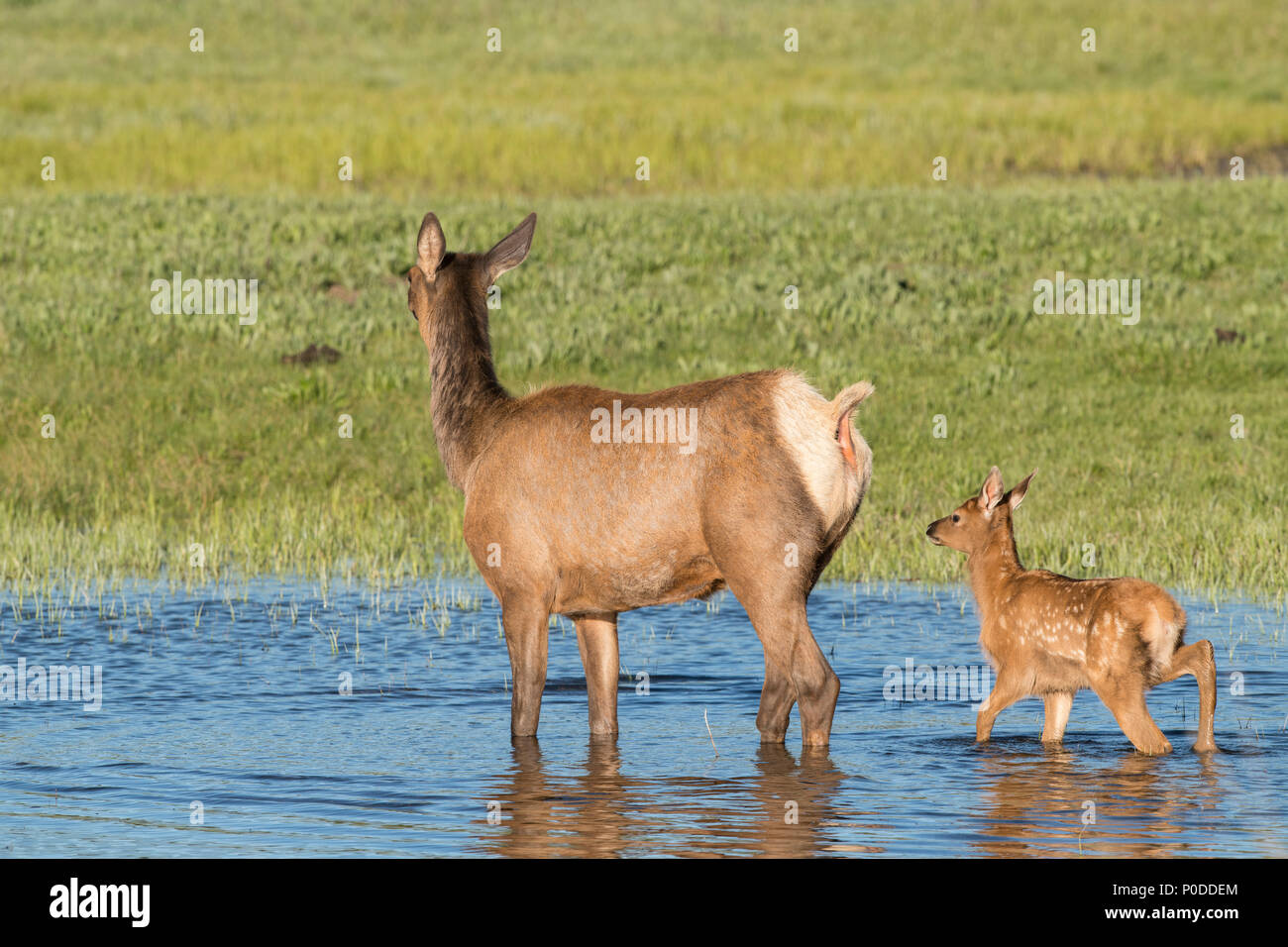 Elk vacca e vitello in Yellowstone River Foto Stock