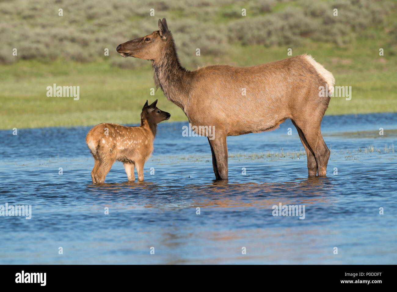 Elk vacca e vitello in Yellowstone River Foto Stock
