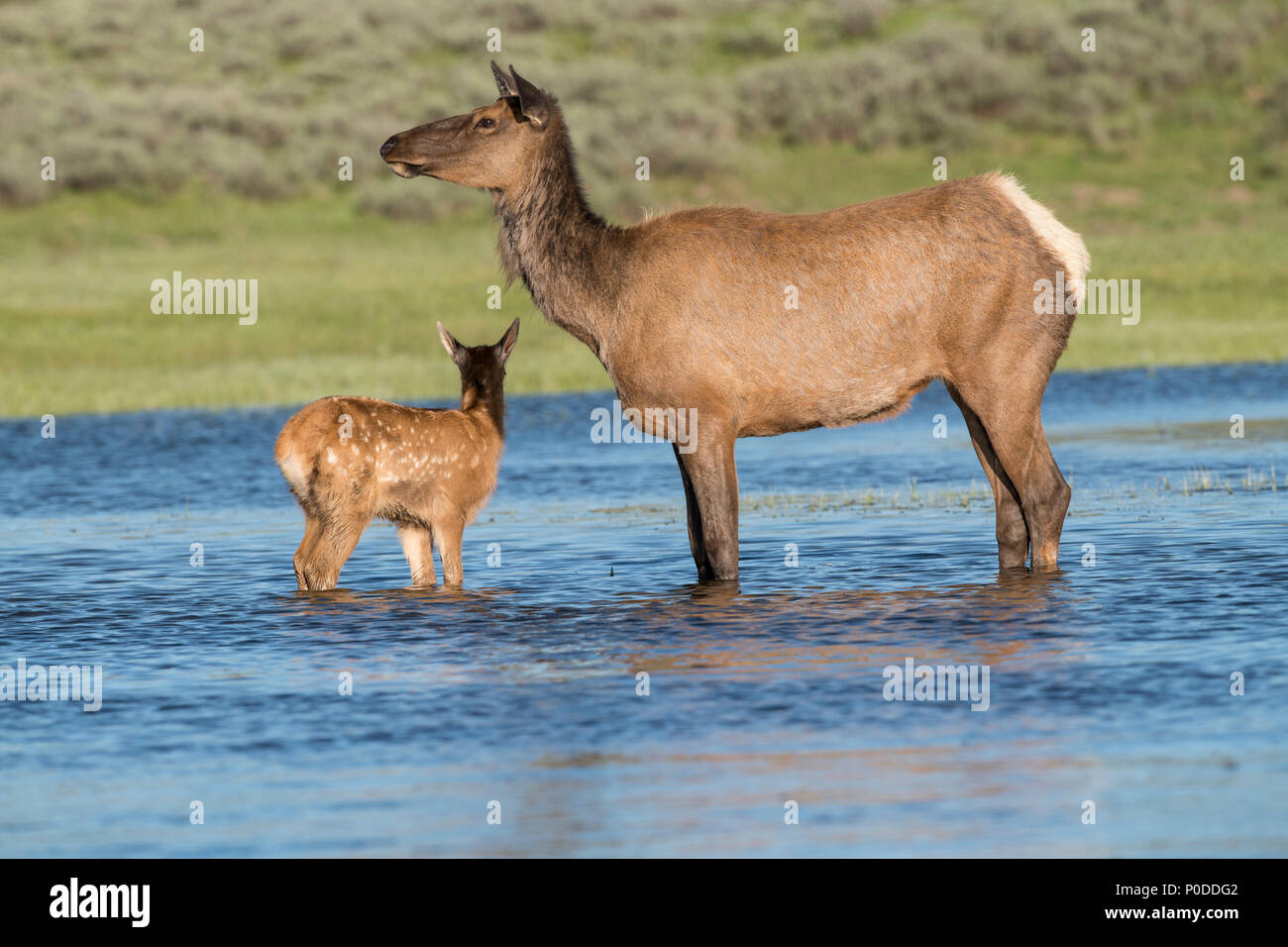 Elk vacca e vitello in Yellowstone River Foto Stock