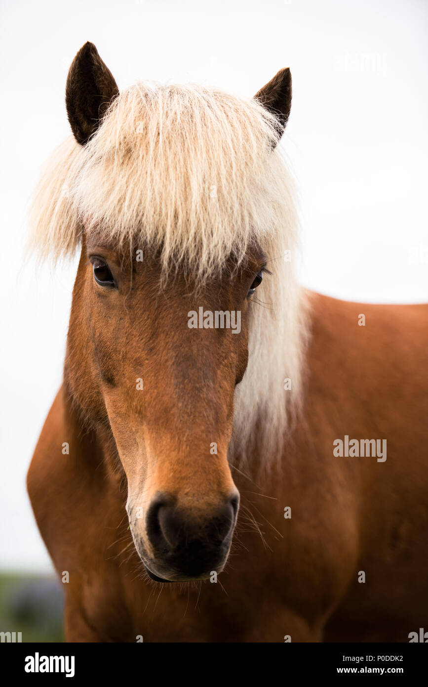 Ritratto di cavallo islandese Foto Stock
