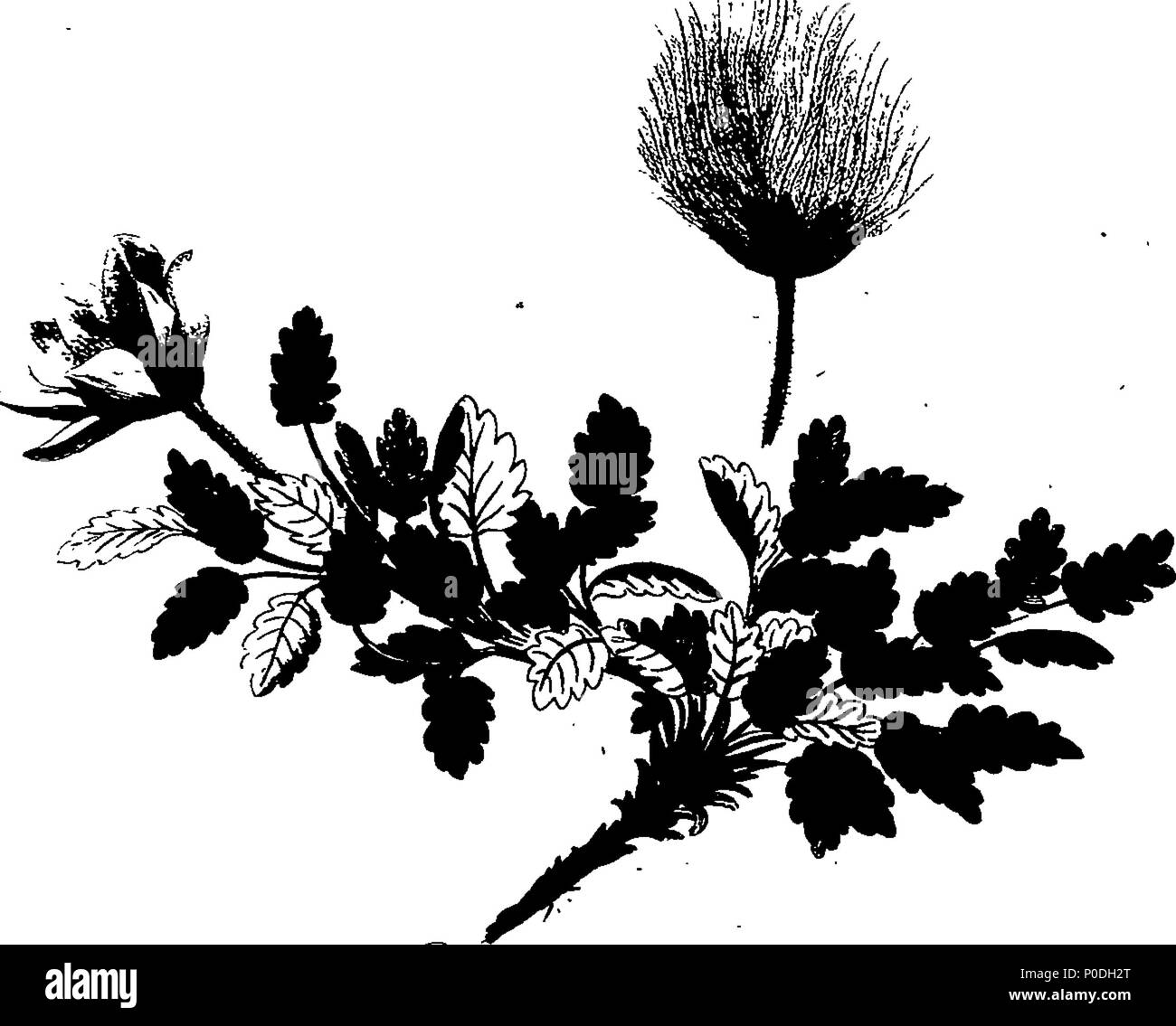 . Inglese: Fleuron dal libro: un tour in Scozia e di viaggio al Ebridi; MDCCLXXII. 221 un tour in Scozia e di viaggio al Ebridi; MDCCLXXII. Fleuron T113906-29 Foto Stock