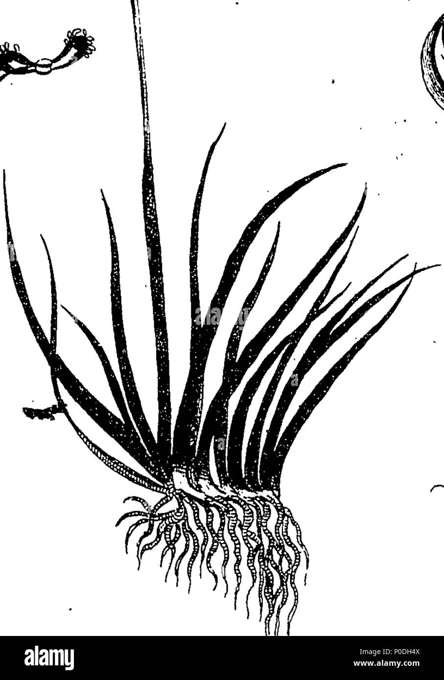 . Inglese: Fleuron dal libro: un tour in Scozia e di viaggio al Ebridi; MDCCLXXII. Parte I. 221 un tour in Scozia e di viaggio al Ebridi; MDCCLXXII. Parte I. Fleuron n027735-34 Foto Stock