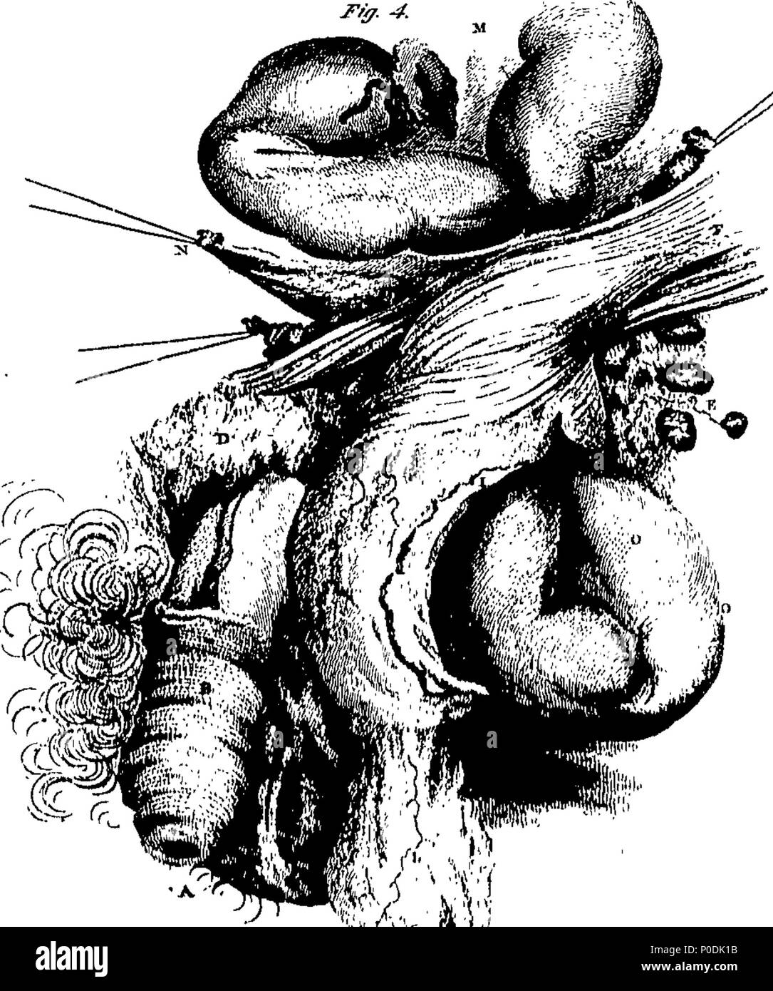 . Inglese: Fleuron dal libro: un sistema di le dissezioni, spiegando l'anatomia del corpo umano, il modo di visualizzazione dei pezzi e la loro varietà in malattia. Volume del primo. Contenenti le dissezioni di addome, torace, bacino, coscia e gamba. La seconda edizione. Da Charles Bell, ... 217 UN SISTEMA DI le dissezioni, spiegando l'anatomia del corpo umano, il modo di visualizzazione dei pezzi e la loro varietà nella malattia Fleuron T130166-35 Foto Stock