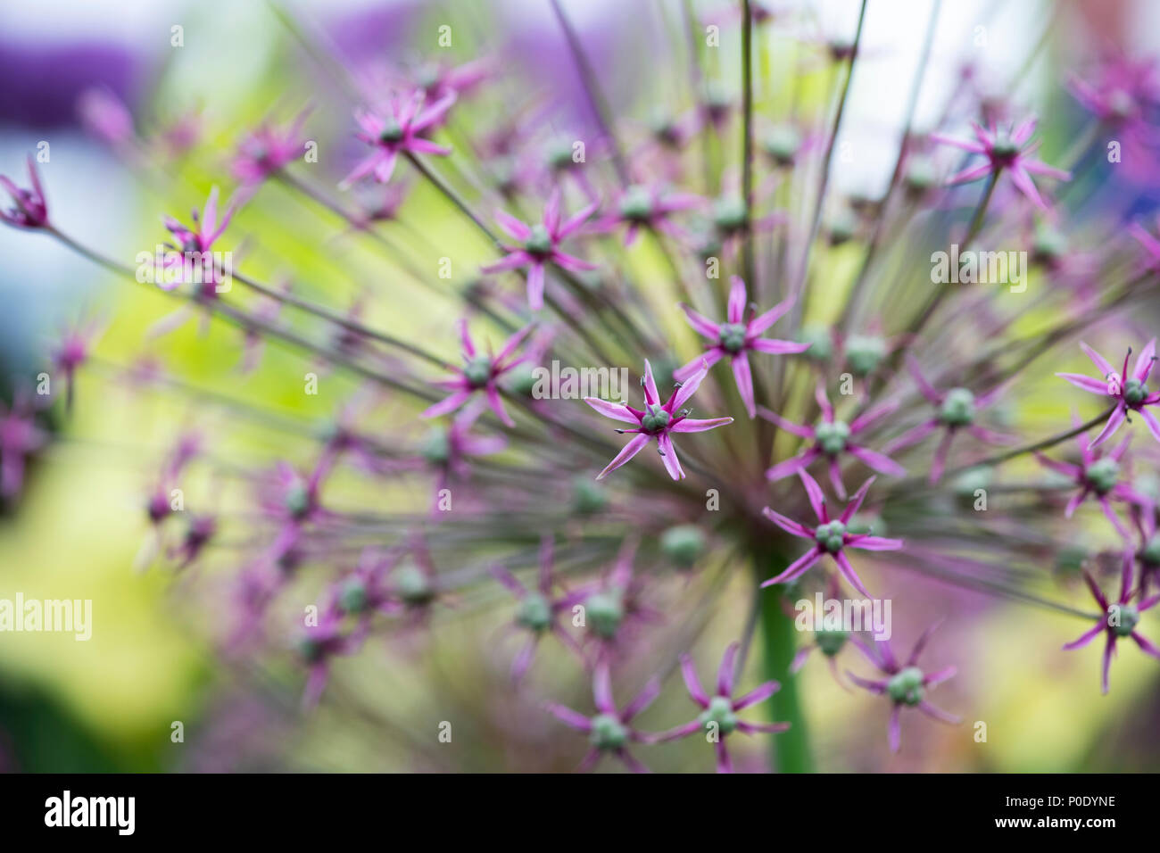 Allium "ragno' Fiore display alla Mostra del fiore. Regno Unito Foto Stock