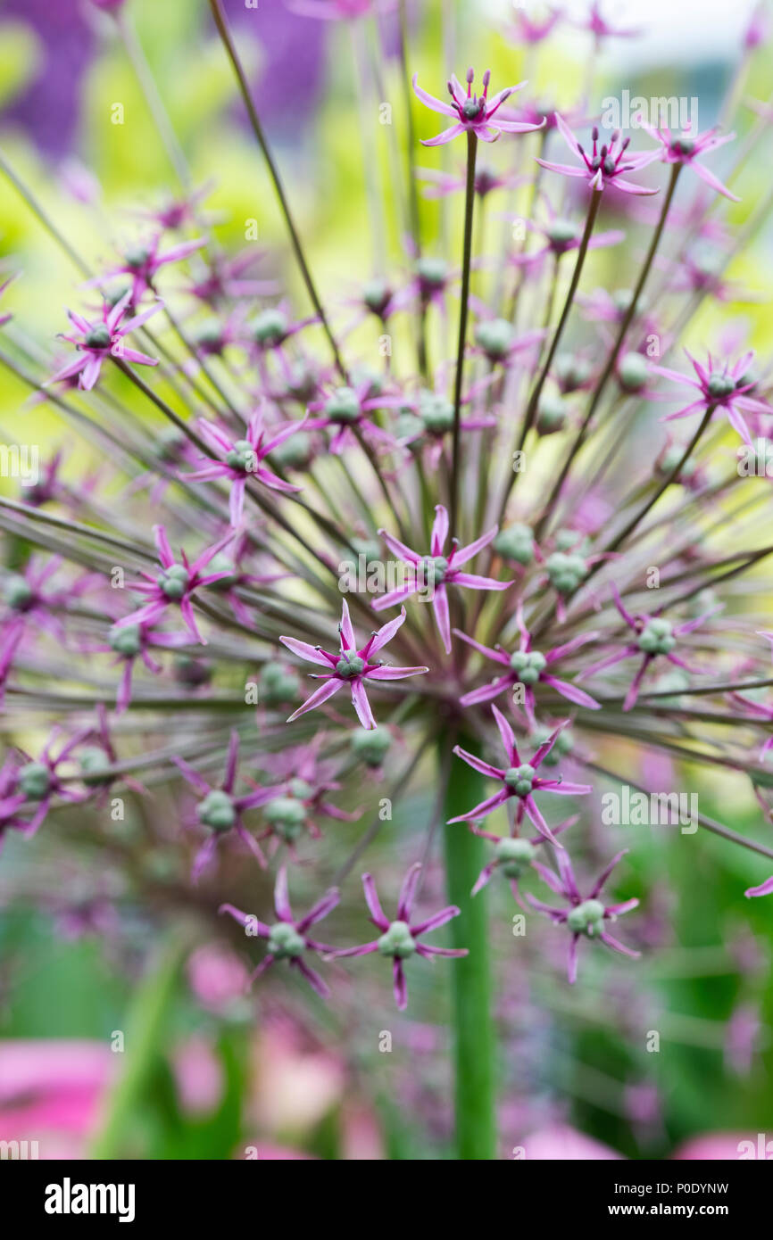 Allium "ragno' Fiore display alla Mostra del fiore. Regno Unito Foto Stock