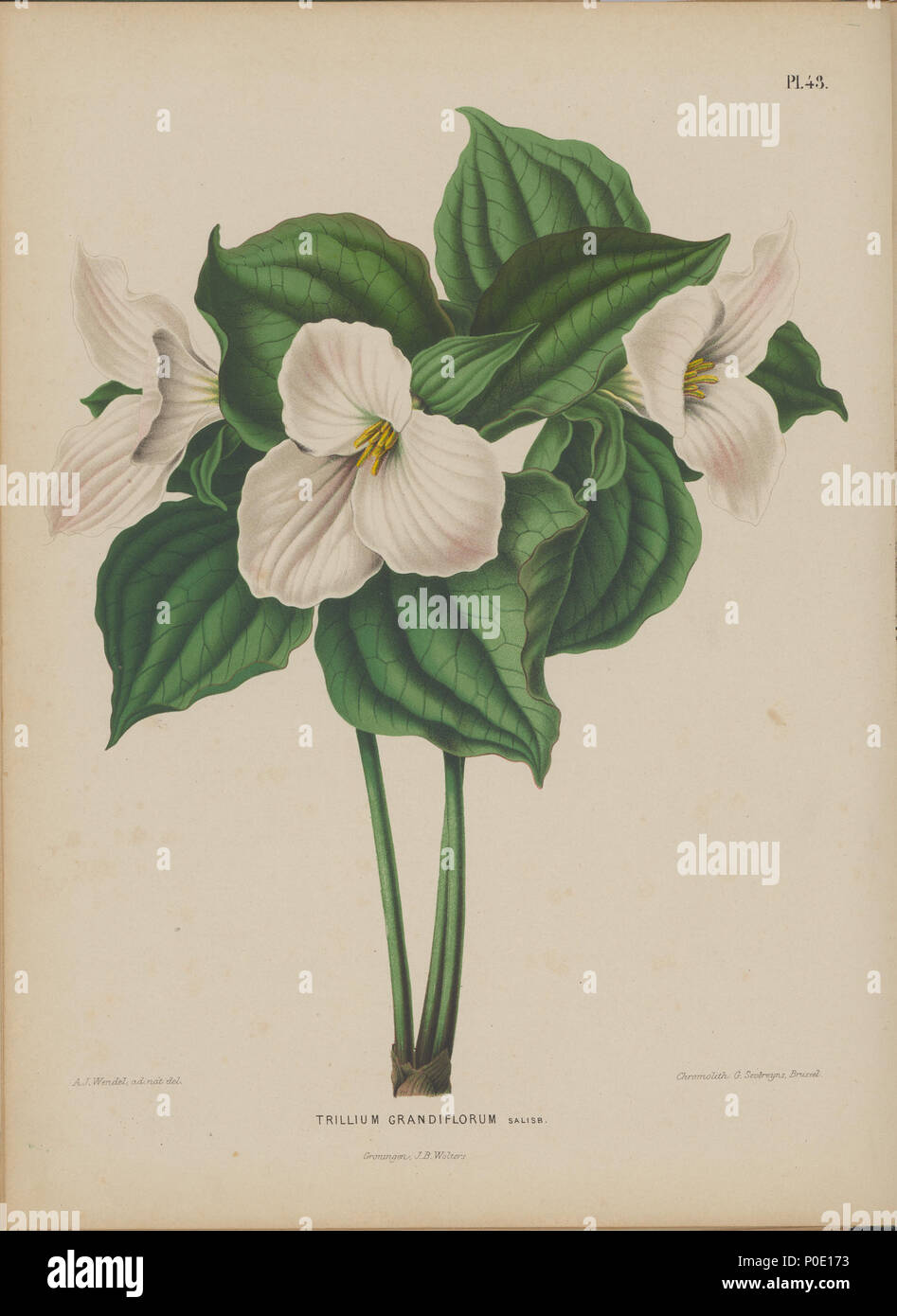. Trillium grandiflorum immagine da Abramo Jacobus Wendel, dalla lingua olandese prenota Flora: afbeeldingen en beschrijvingen van boomen, heesters, éénjarige planten, enz. voorkomende in de Nederlandsche tuinen da H. Witte e A. J. Wendel, Groningen : Wolters, [1868]. Le piante immagine dove prese dal Giappone ai Paesi Bassi di Philipp Franz von Siebold. . 1868. H. Witte e Abramo Jacobus Wendel 271 Afbeelding-044-Trillium grandiflorum Foto Stock
