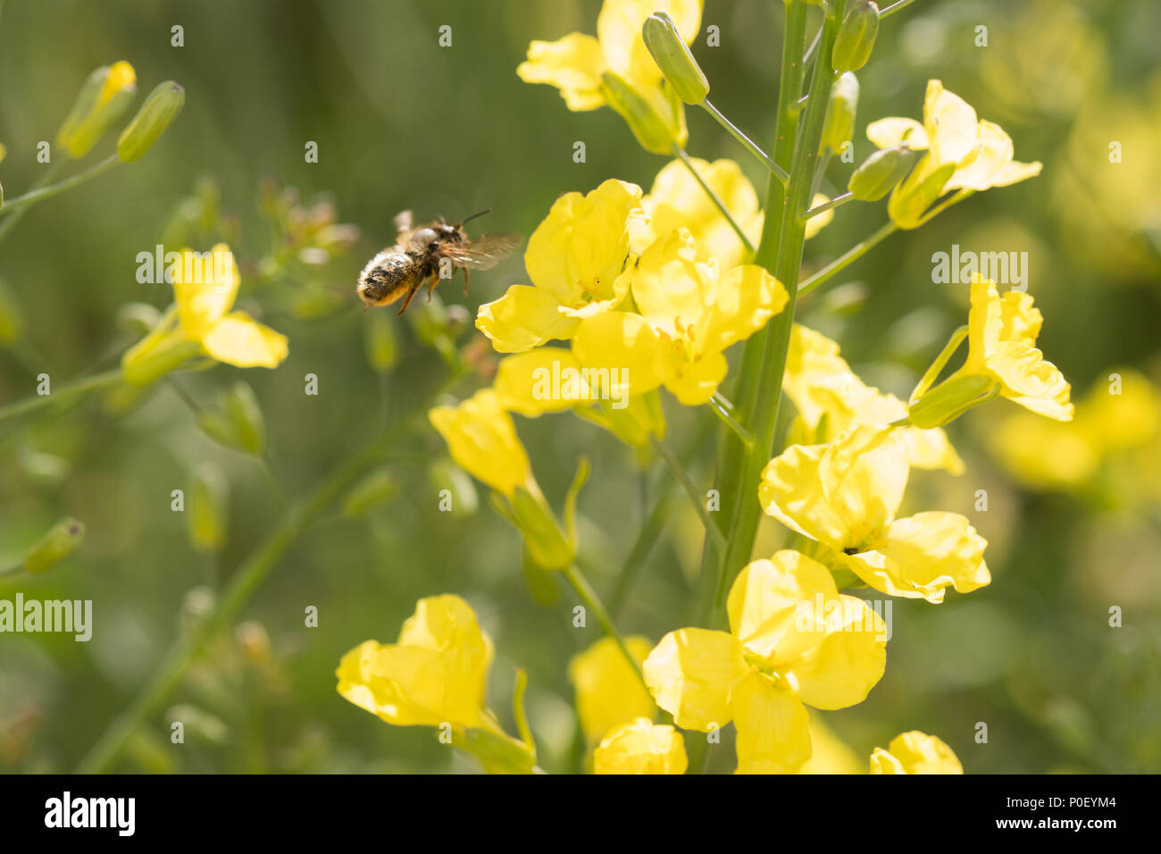 Il miele delle api sul verde fioritura broccoletti Foto Stock