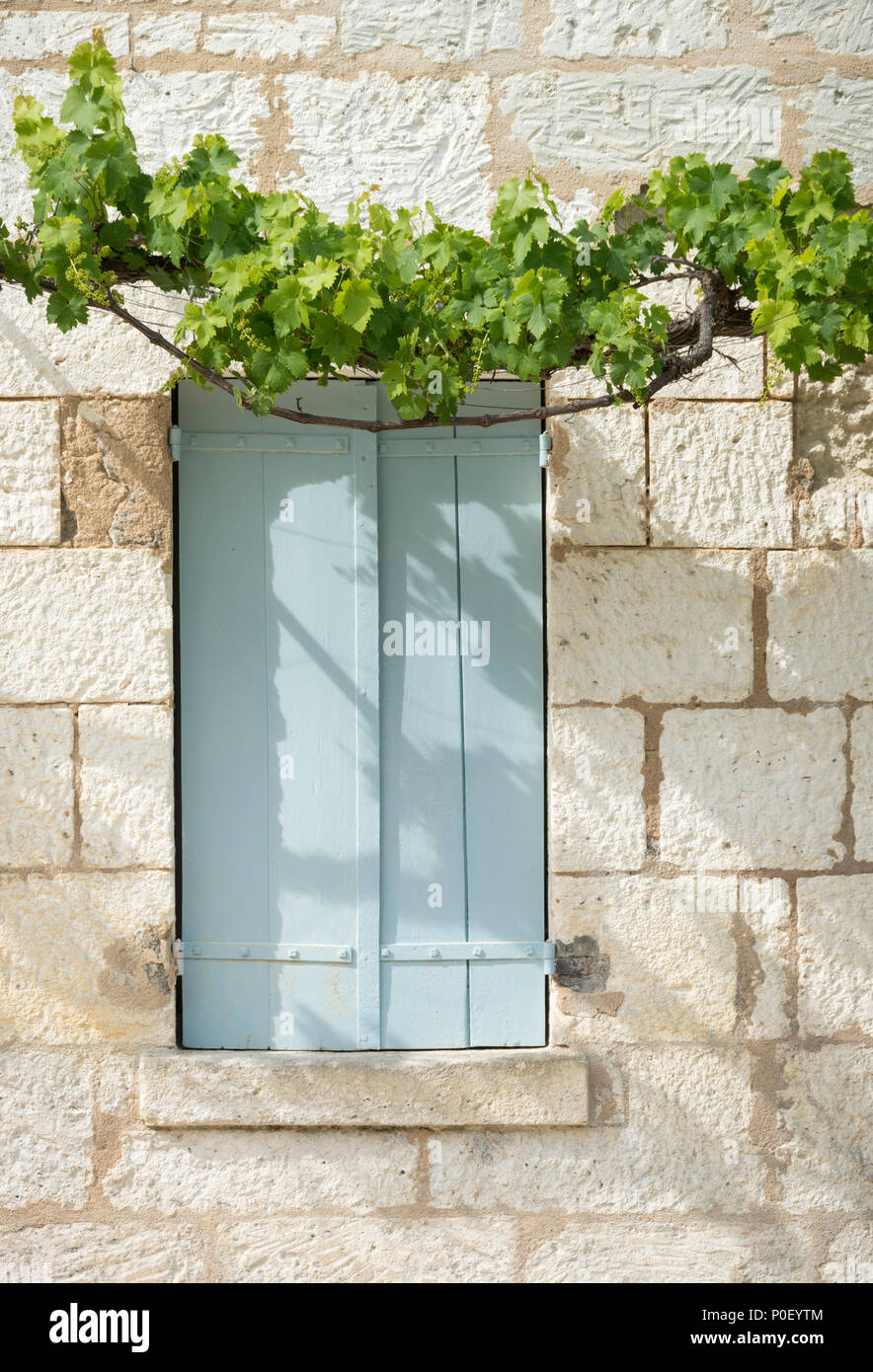 Viticoltura al di sopra di una finestra con persiane color turchese in Francia. Foto Stock