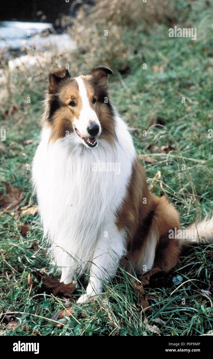 Pellicola originale titolo: LASSIE. Titolo inglese: LASSIE. Regista: DANIEL PETRIE. Anno: 1994. Credito: Paramount Pictures / Album Foto Stock