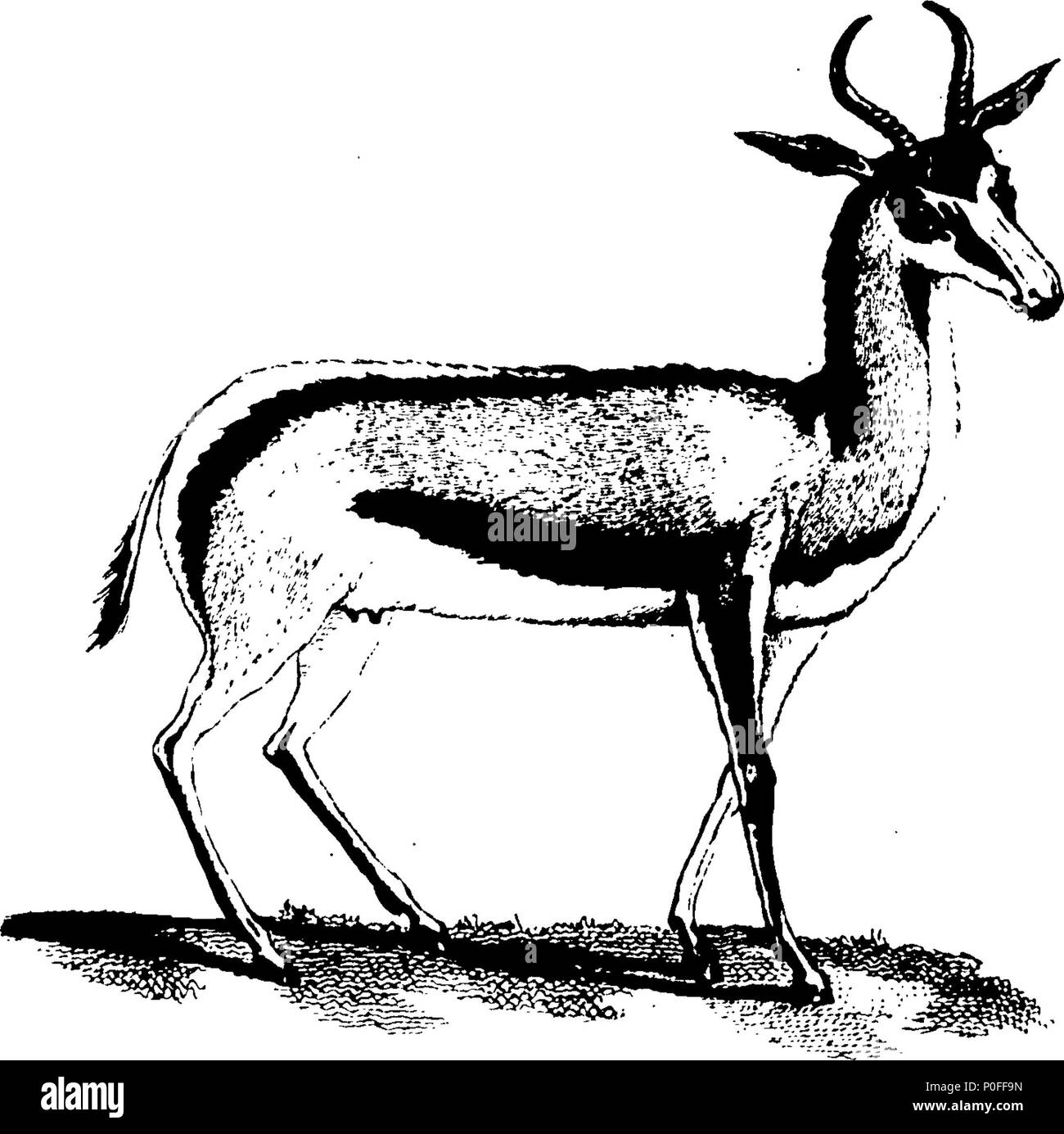 . Inglese: Fleuron dal libro: un viaggio verso il Capo di Buona Speranza verso l'Antartico circolo polare e di tutto il mondo: ma principalmente nel paese degli ottentotti e Caffres, dall'anno 1772 al 1776. Da Andrew Sparrman, M.D. professore di fisica a Stoccolma, Fellow della Royal Academy of Sciences in Svezia, e ispettore del suo Gabinetto di Storia Naturale. Tradotto dall'originale svedese. Con le piastre. In due volumi. ... 251 un viaggio al Capo di Buona Speranza Fleuron T150219-9 Foto Stock