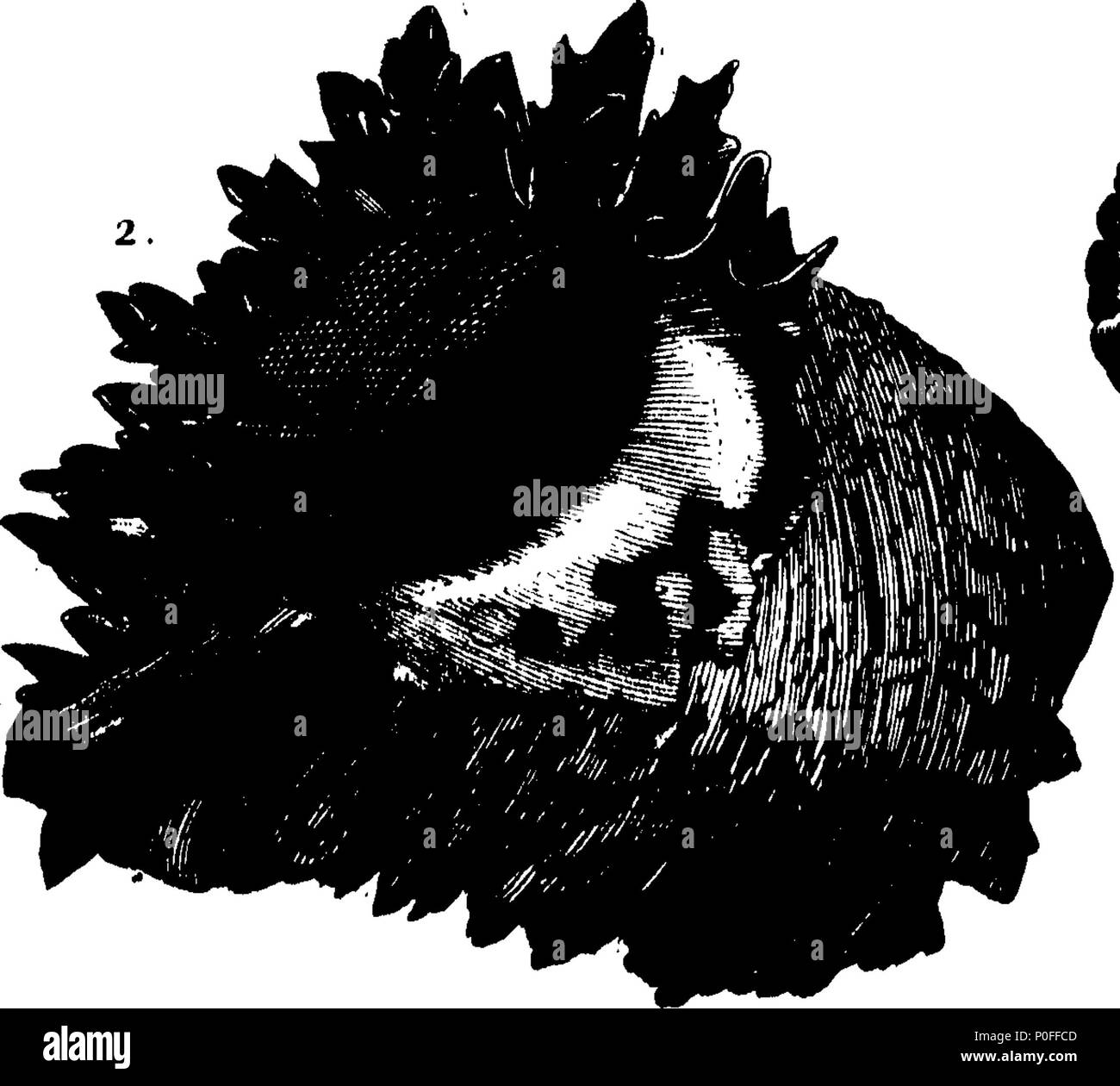 . Inglese: Fleuron dal libro: un viaggio alle isole di Madera, Barbados, Nieves, S. Christophers e Giamaica con la storia naturale di erbe aromatiche e alberi, Four-Footed bestie, pesci, uccelli, insetti, rettili, &c. dell'ultimo di tali isole; che è prefisso fosse di un introduzione, in cui è un account degli abitanti, aria, acque, malattie, commercio, &c. di quel luogo, con alcune relazioni riguardanti la vicina continente e nelle isole dell'America. Illustrato con le figure delle cose describ'd, che finora non sono stati incisi; in grandi Copper-Plates grande come la vita. Da H Foto Stock